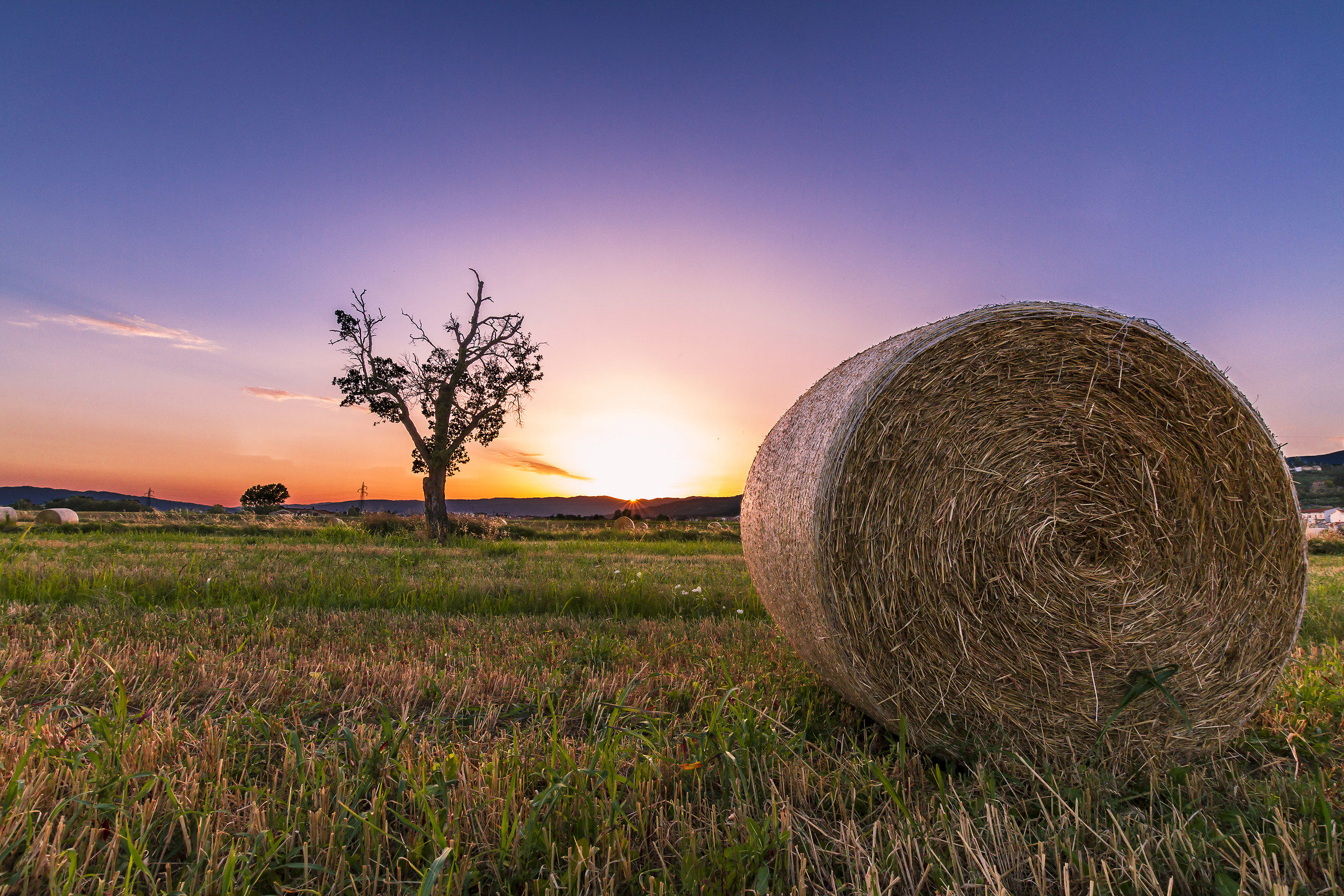 Bagnolo - Wheat Field # 2