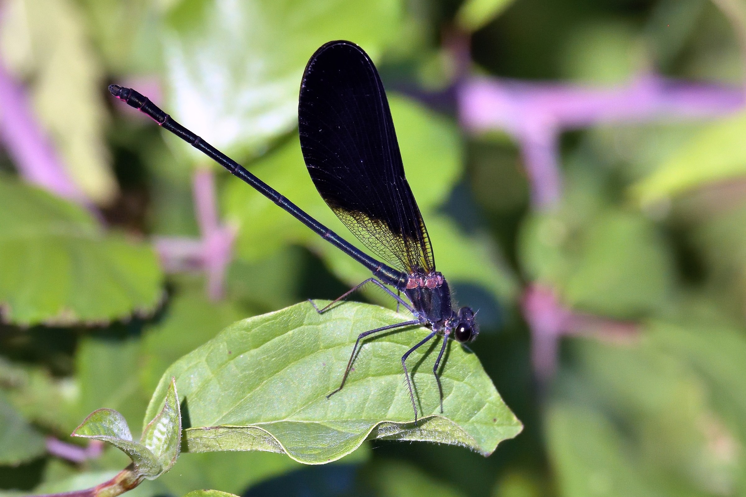 Calopteryx virgo - Male
