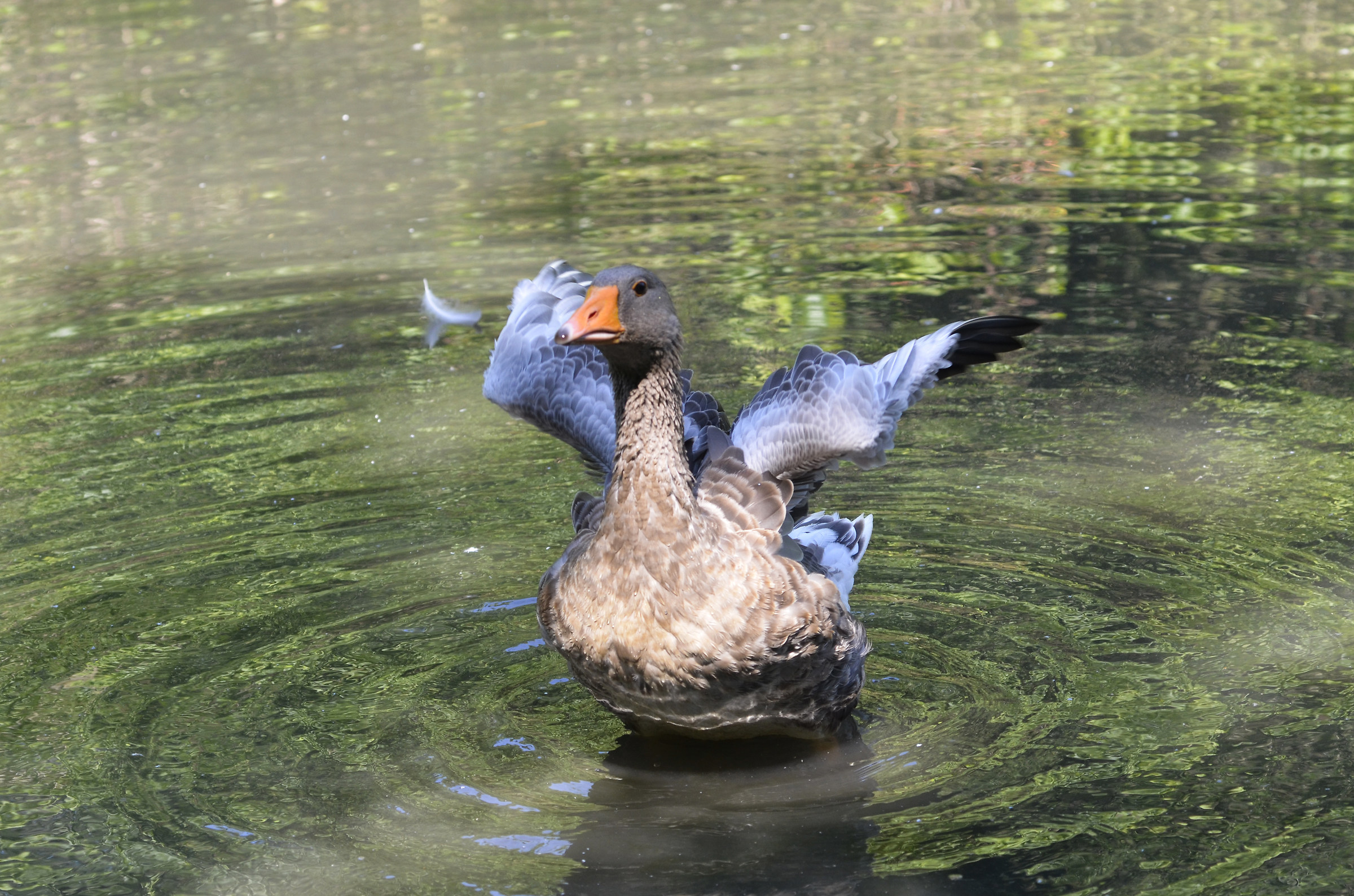 Oca Combattente di Steinbacher