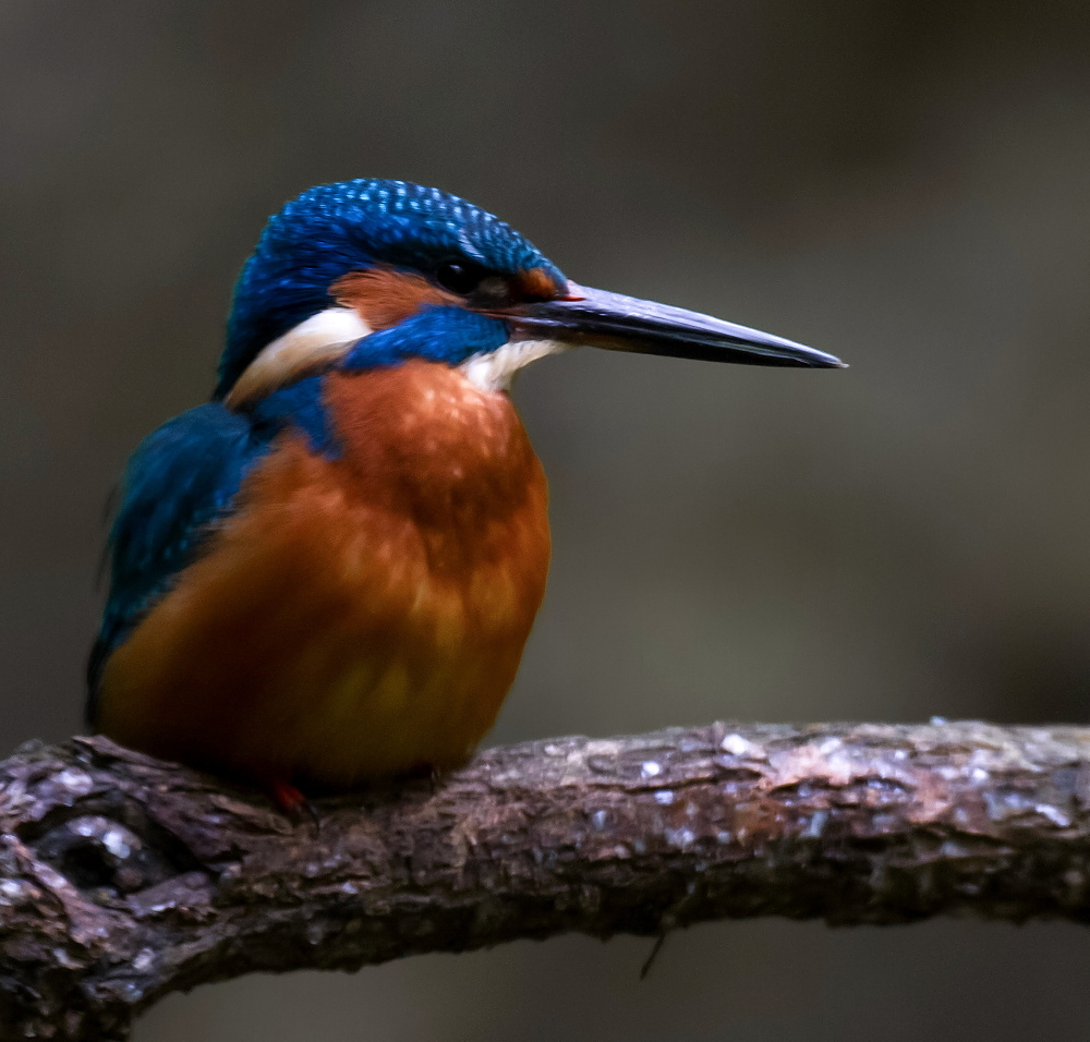 Alcedo