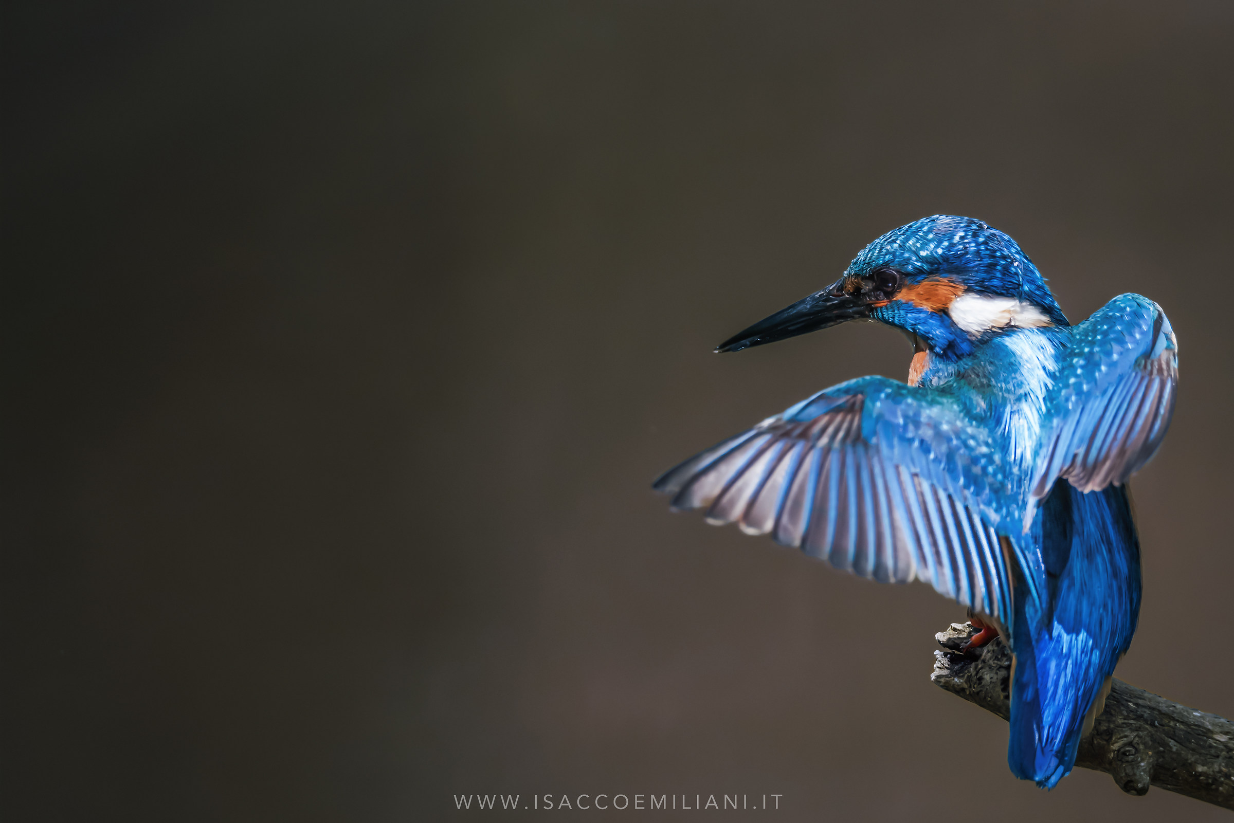 L'eleganza del Martin Pescatore