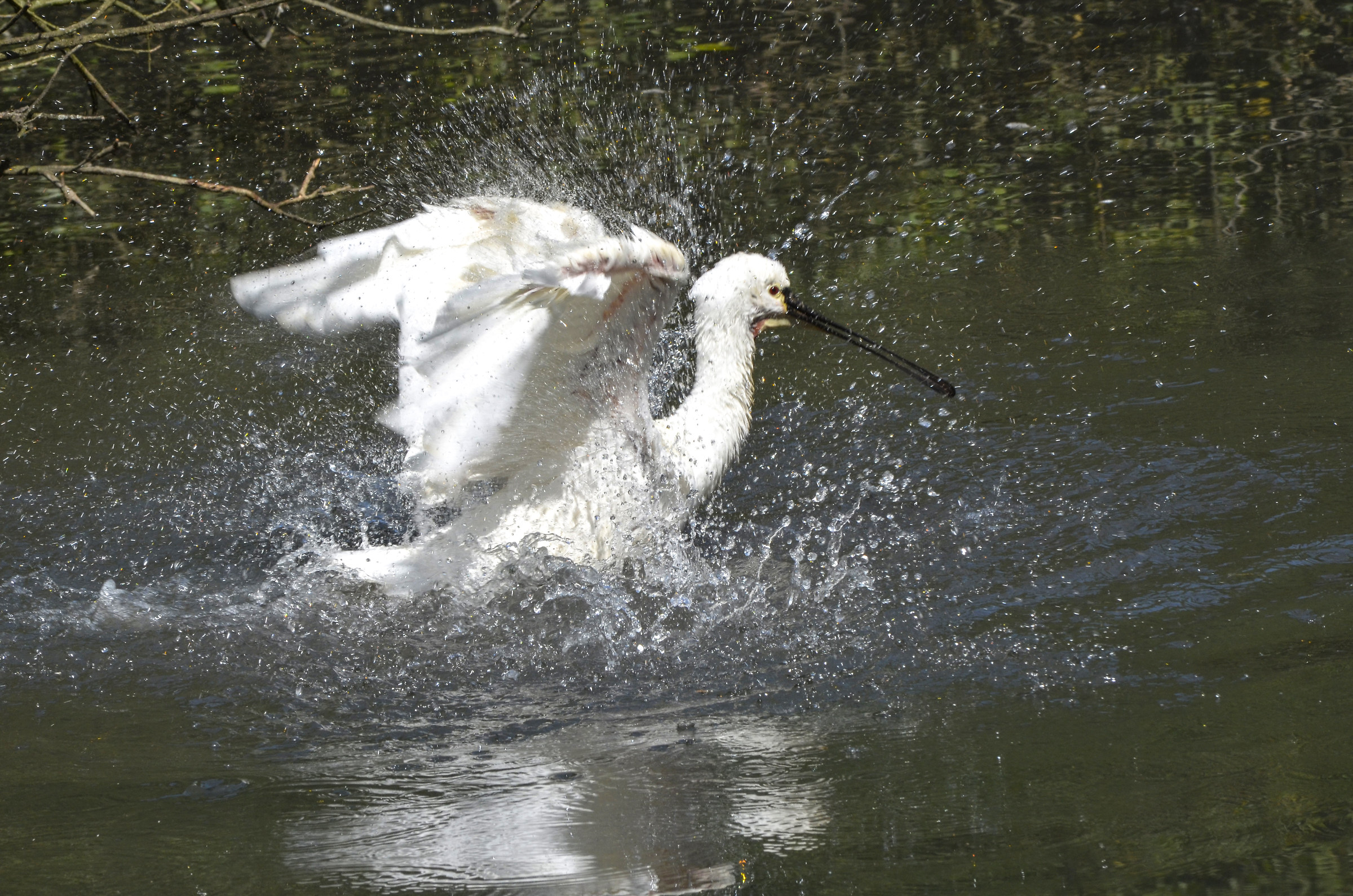 spatola al bagno