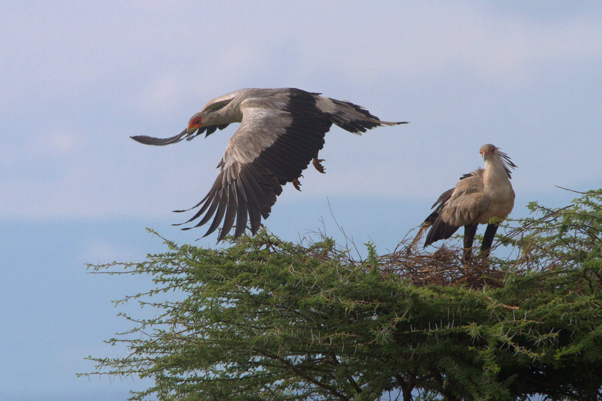 Coppia di Serpentari al nido