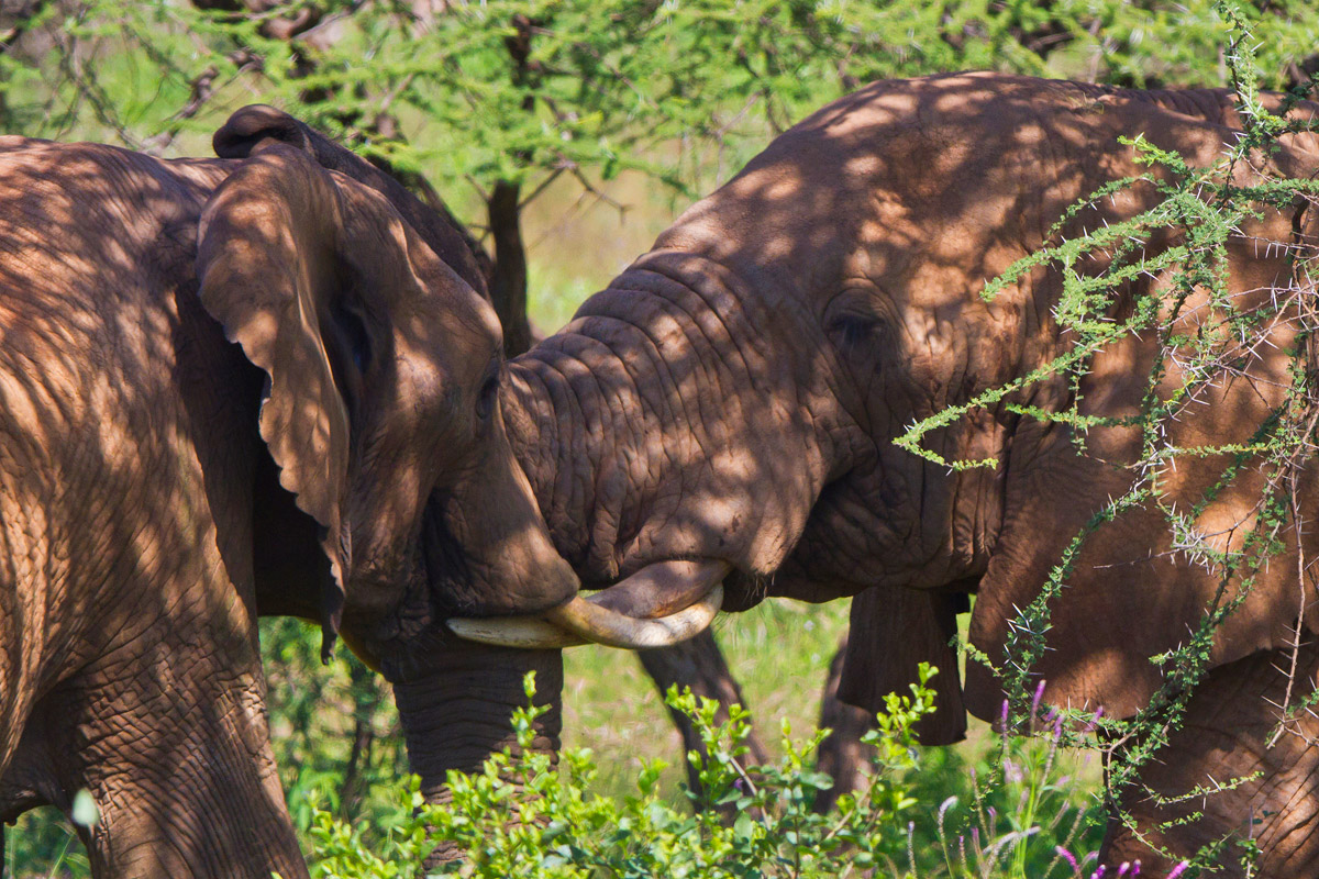 Un giovane maschio prova la forza con un decano
