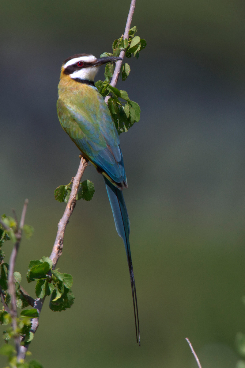 Gruccione golabianca (Merops albicollis)