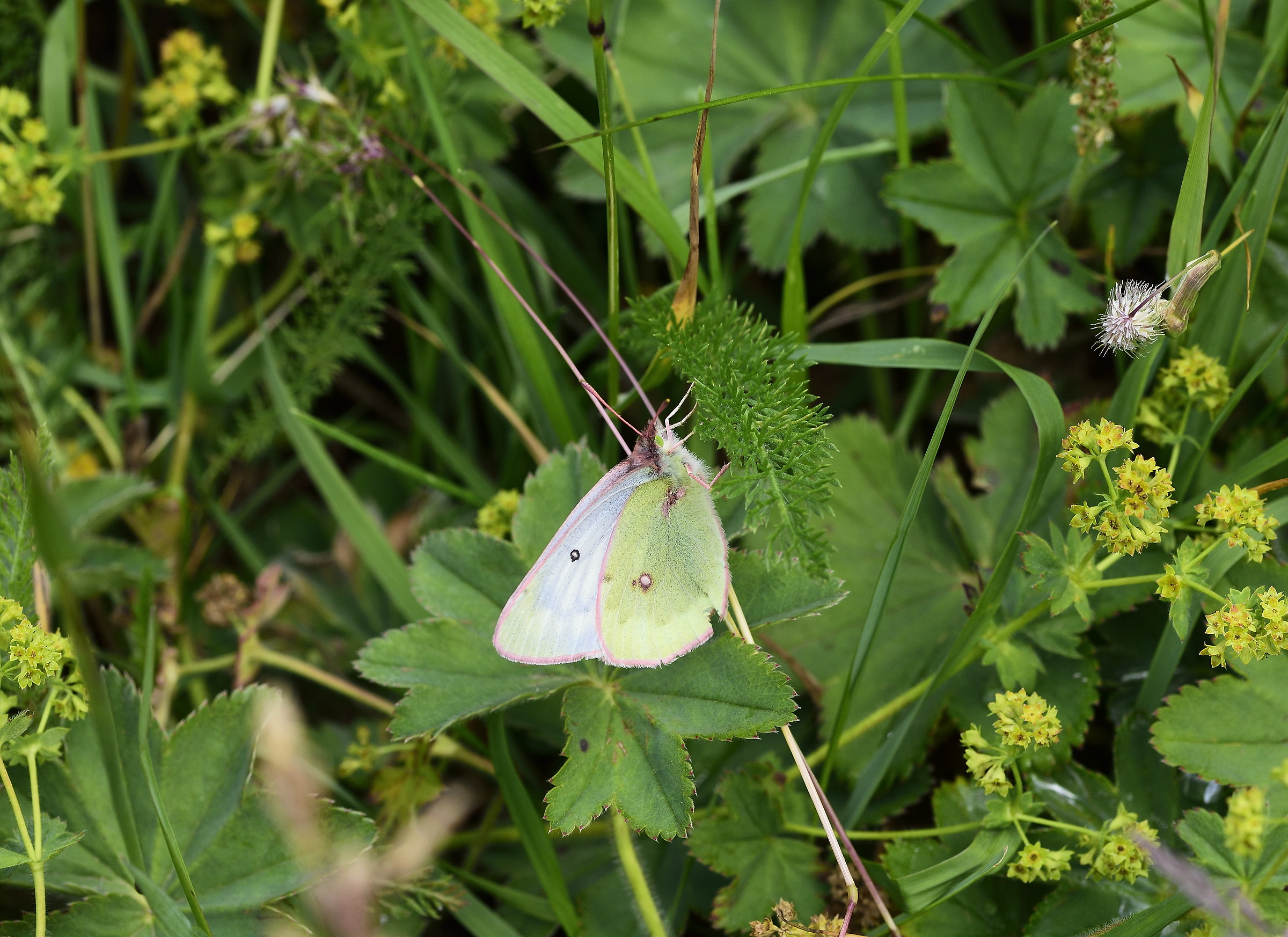 colias hyale