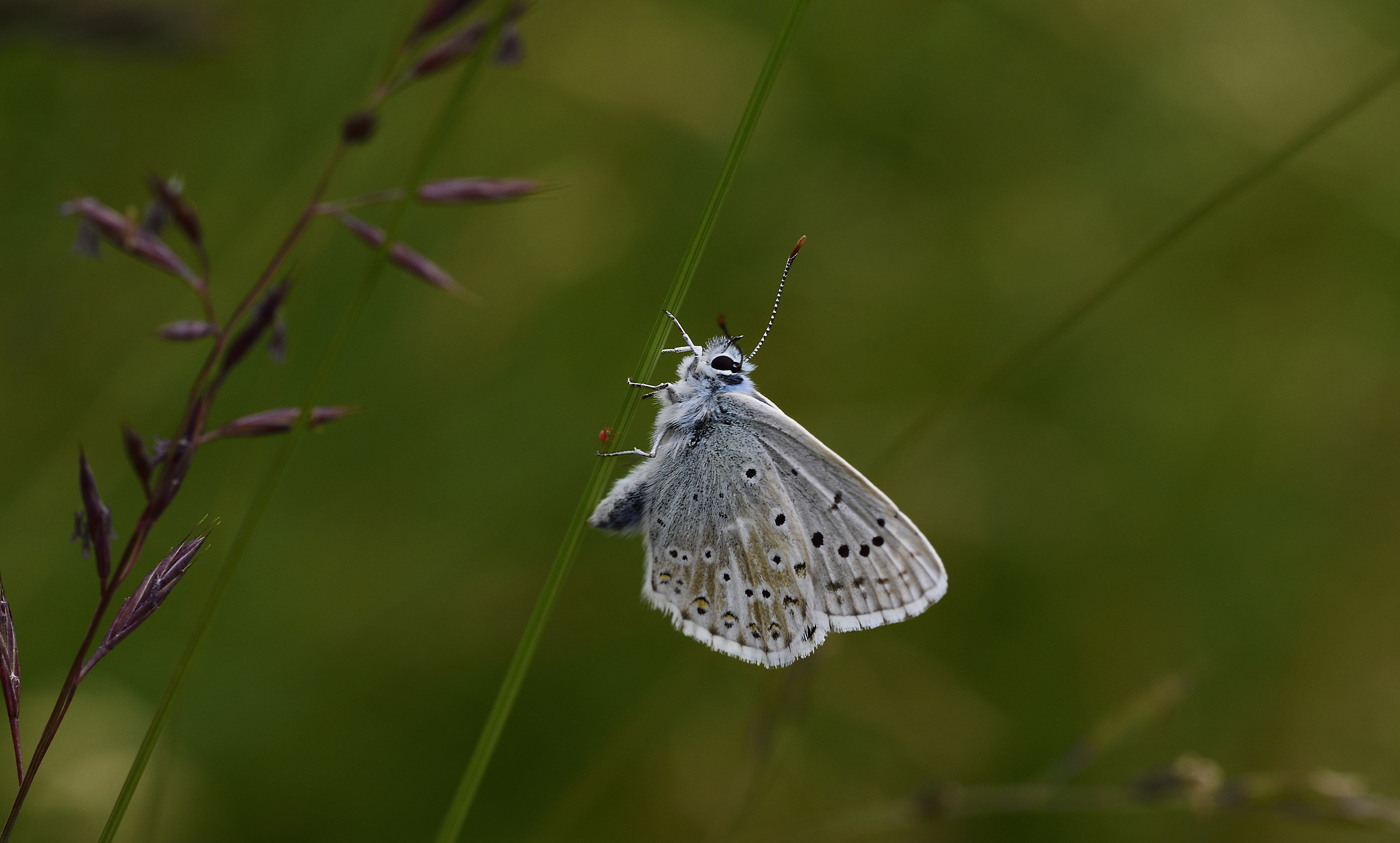 lycaena Alciphron