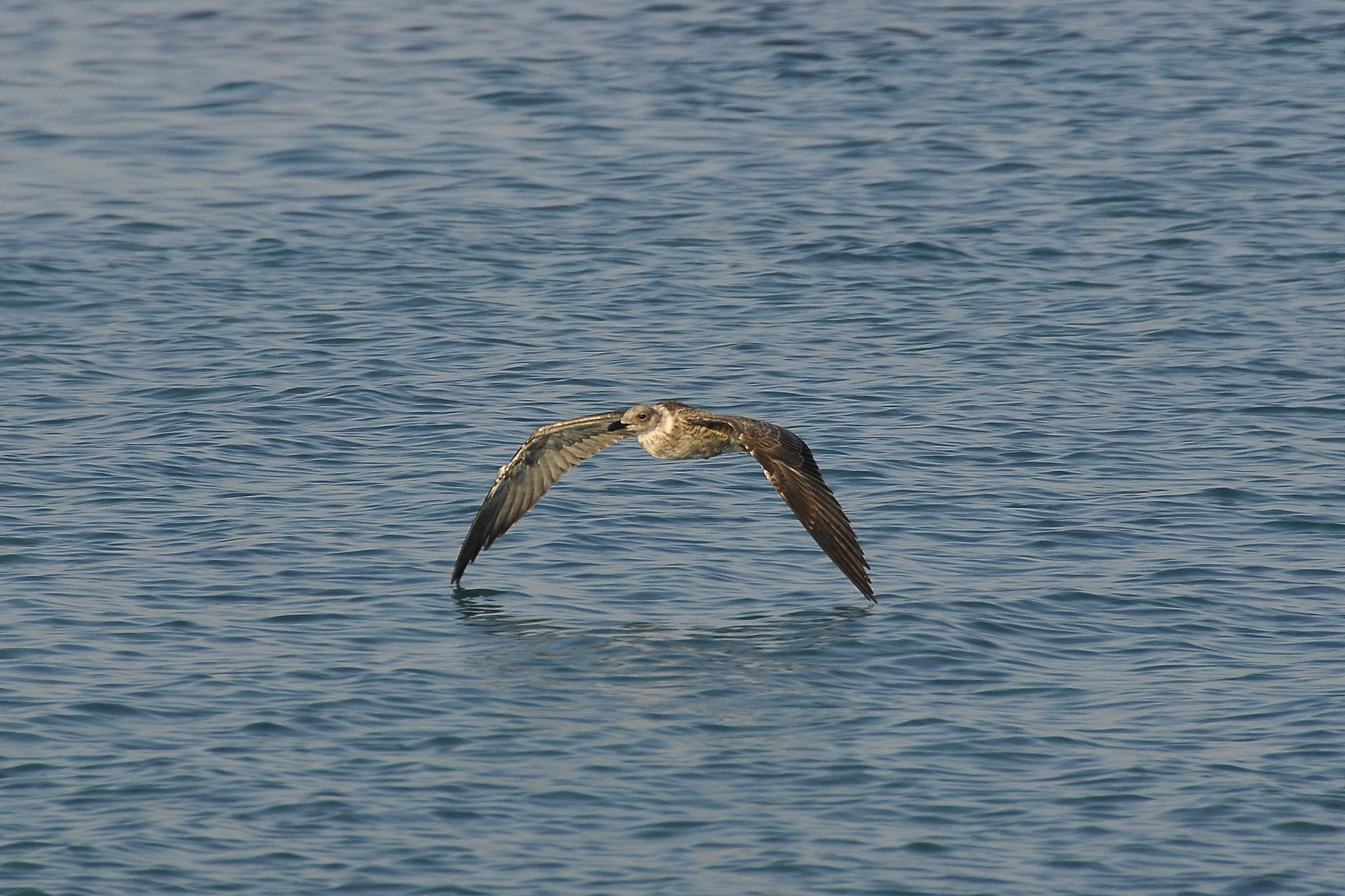 Il gabbiano volò basso
