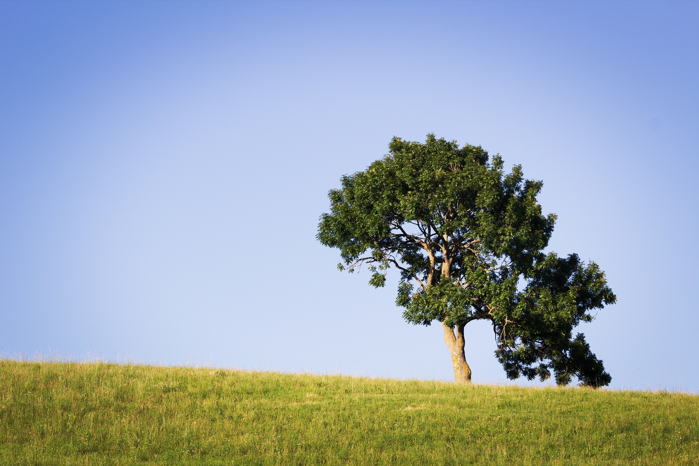L'Albero, con la A maiuscola