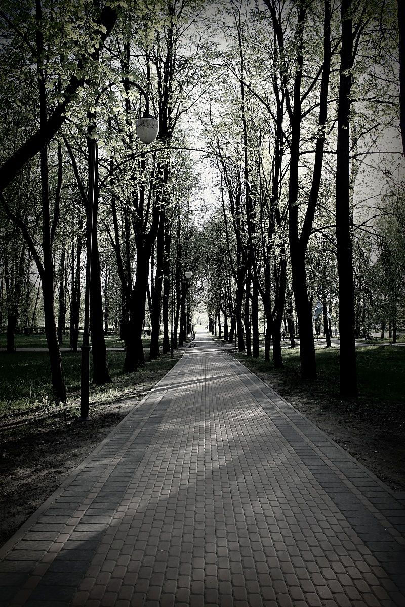 Tree-lined avenue Minsk