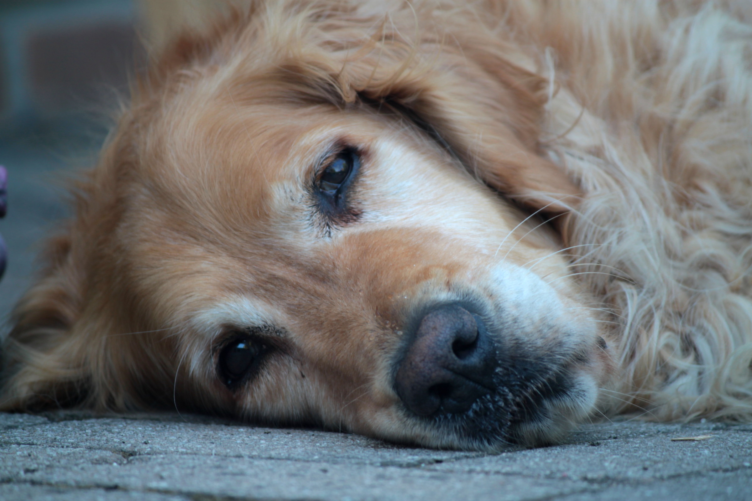 Goldenretriever Assonnato