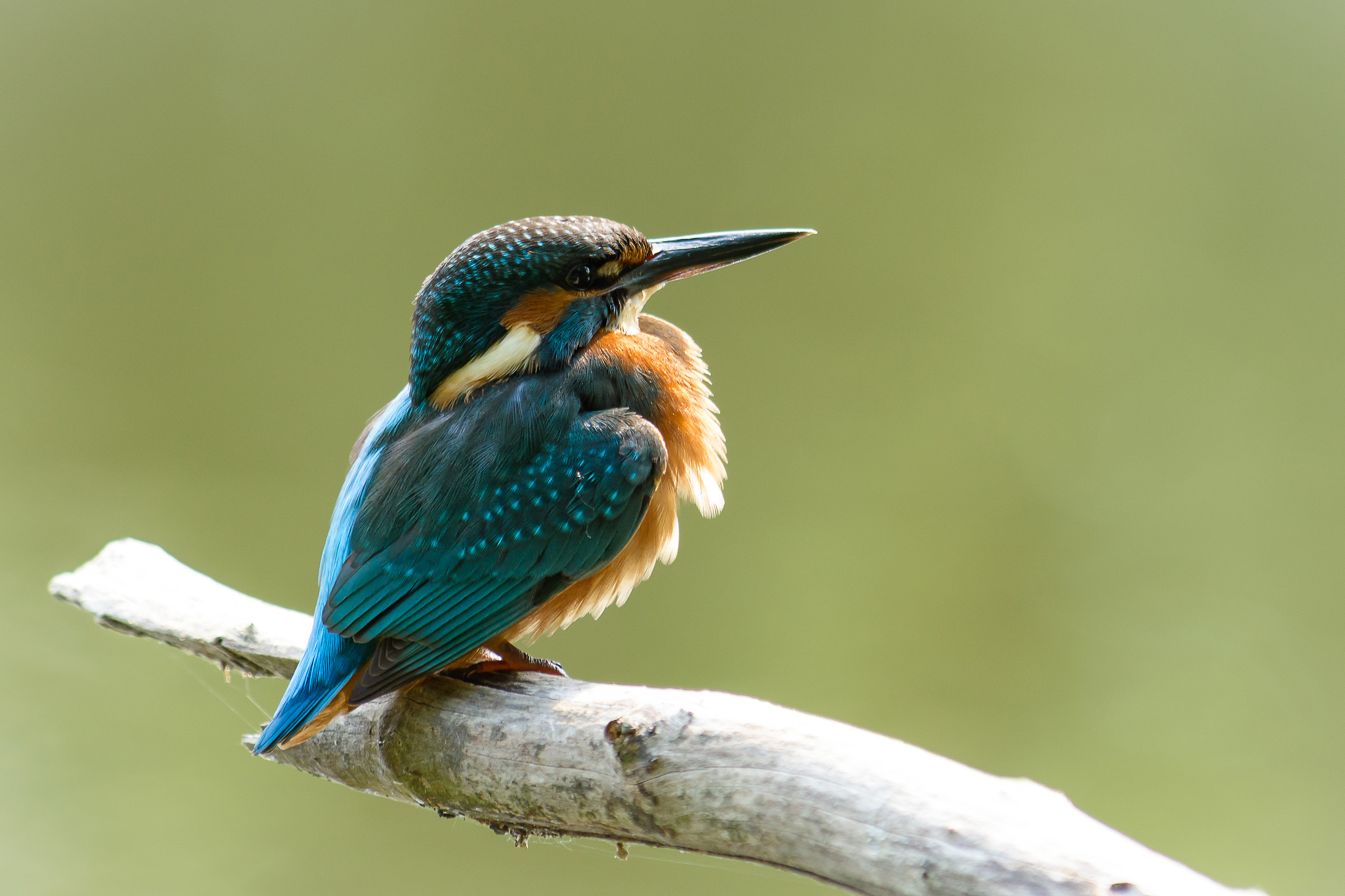 A bit 'of sunshine in the morning ...