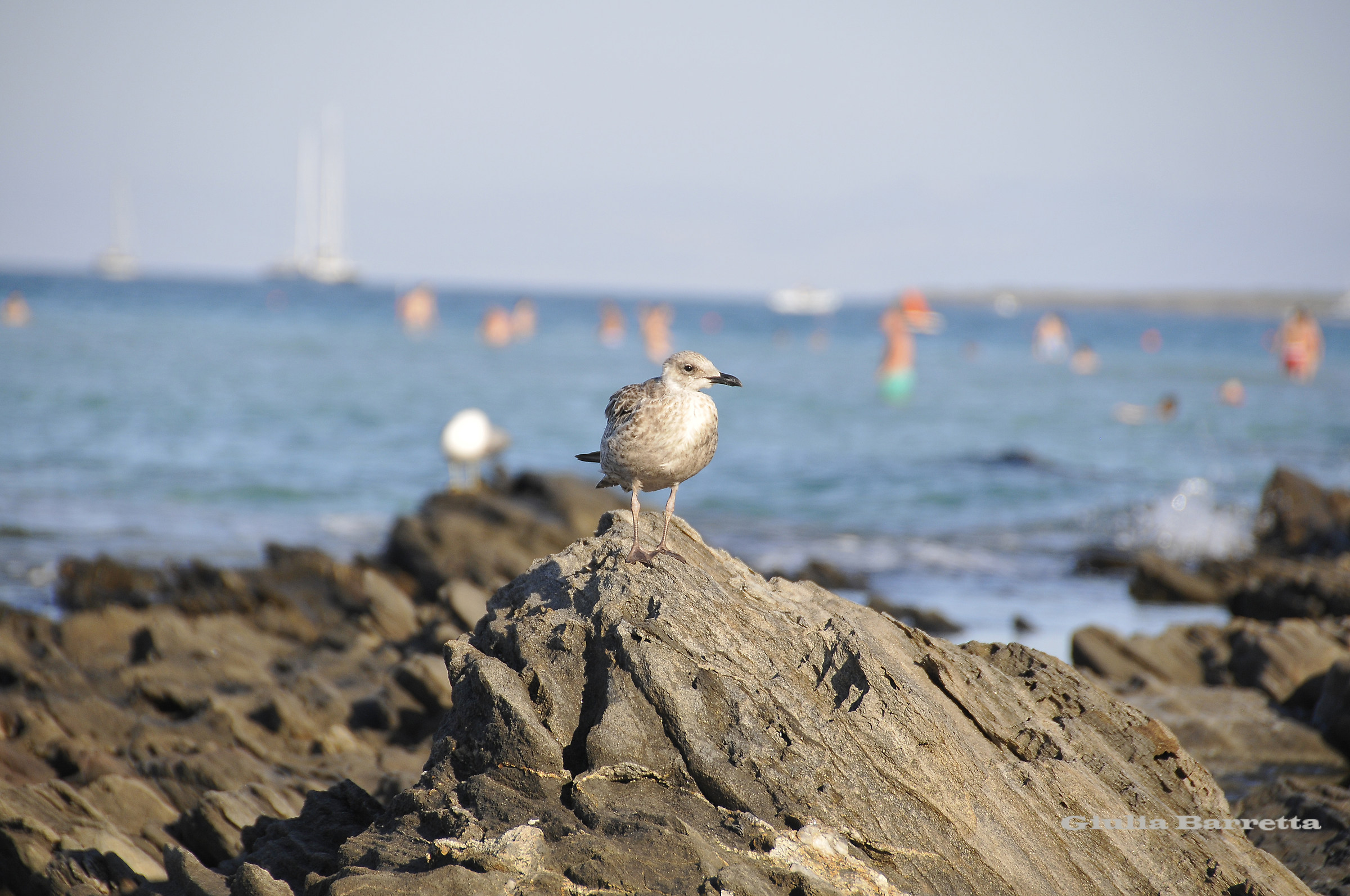 Un gabbiano in cima allo scoglio