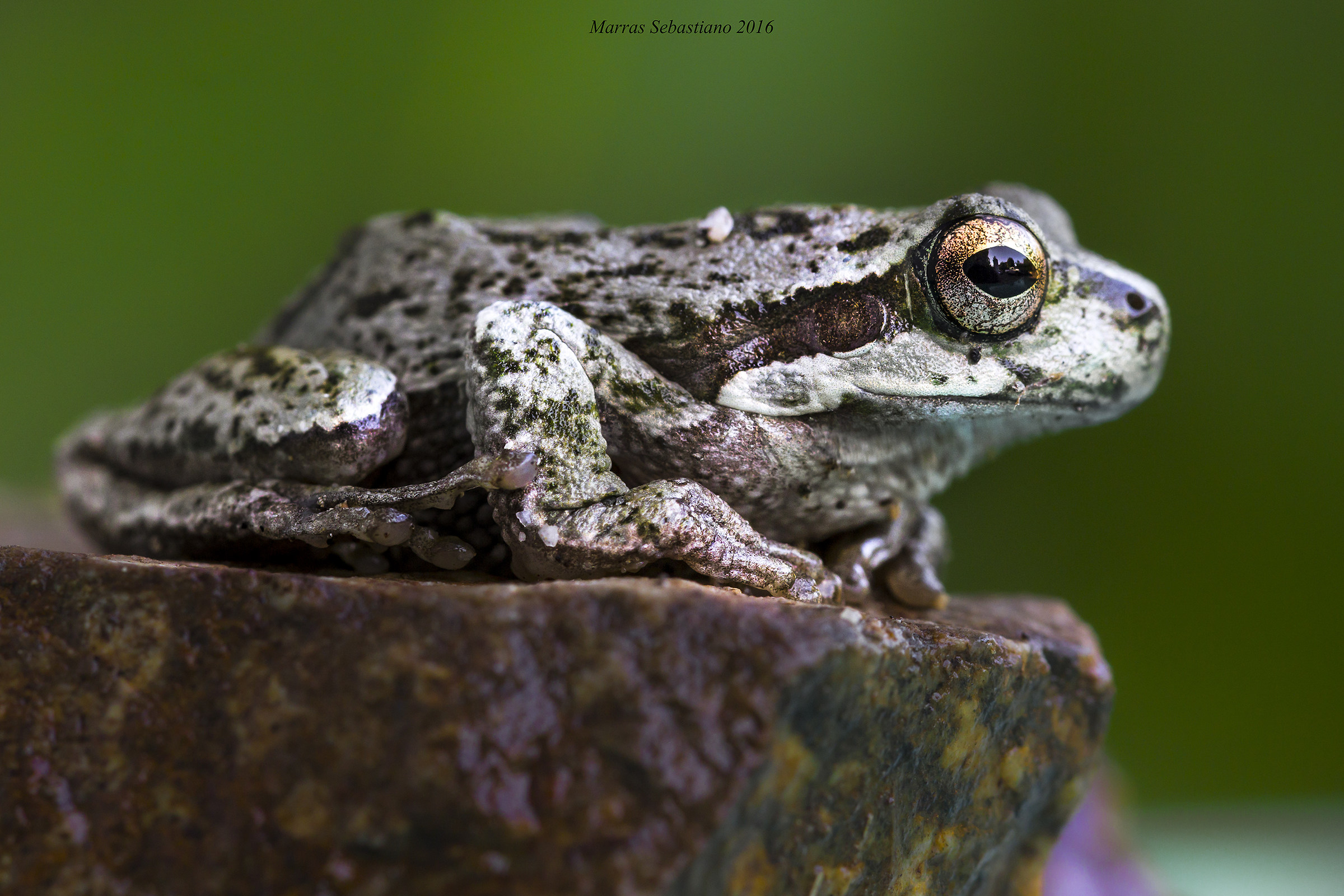 Raganella sarda (Hyla sarda)