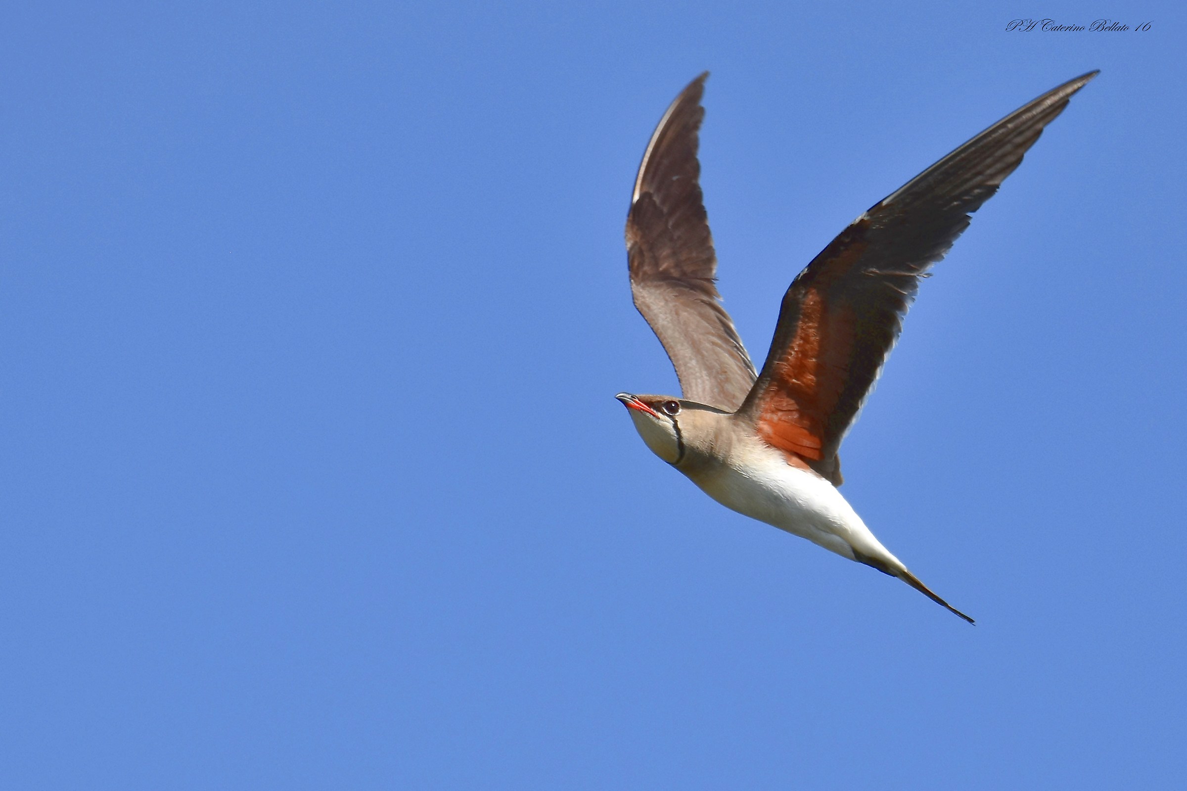 Pernice di mare Delta del Po (ro)