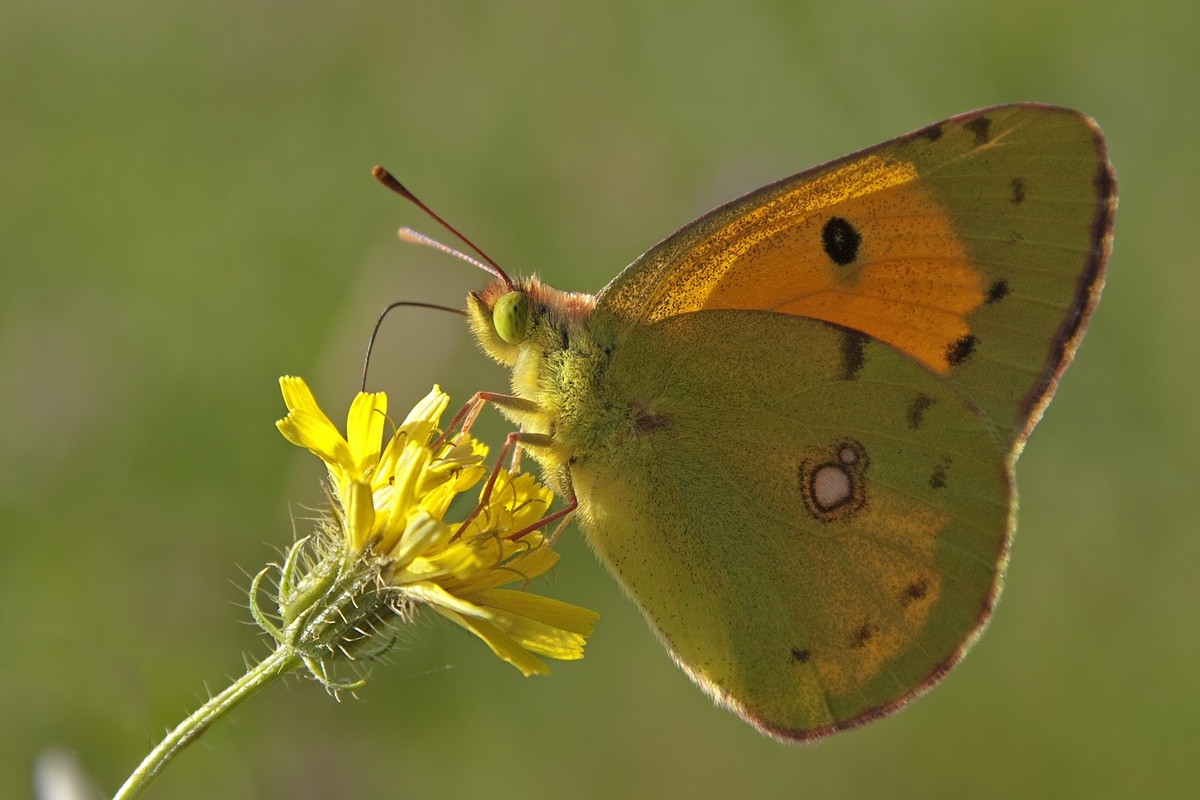Colias crocea