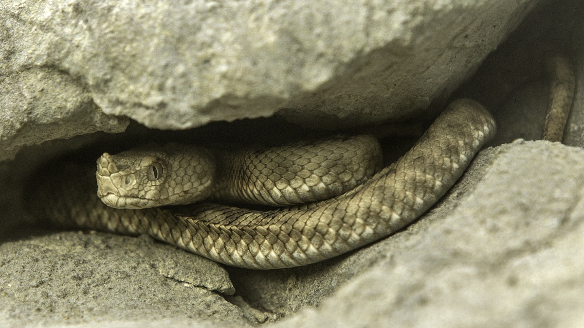 miss veleno Friuli Venezia Giulia (vipera dal corno)