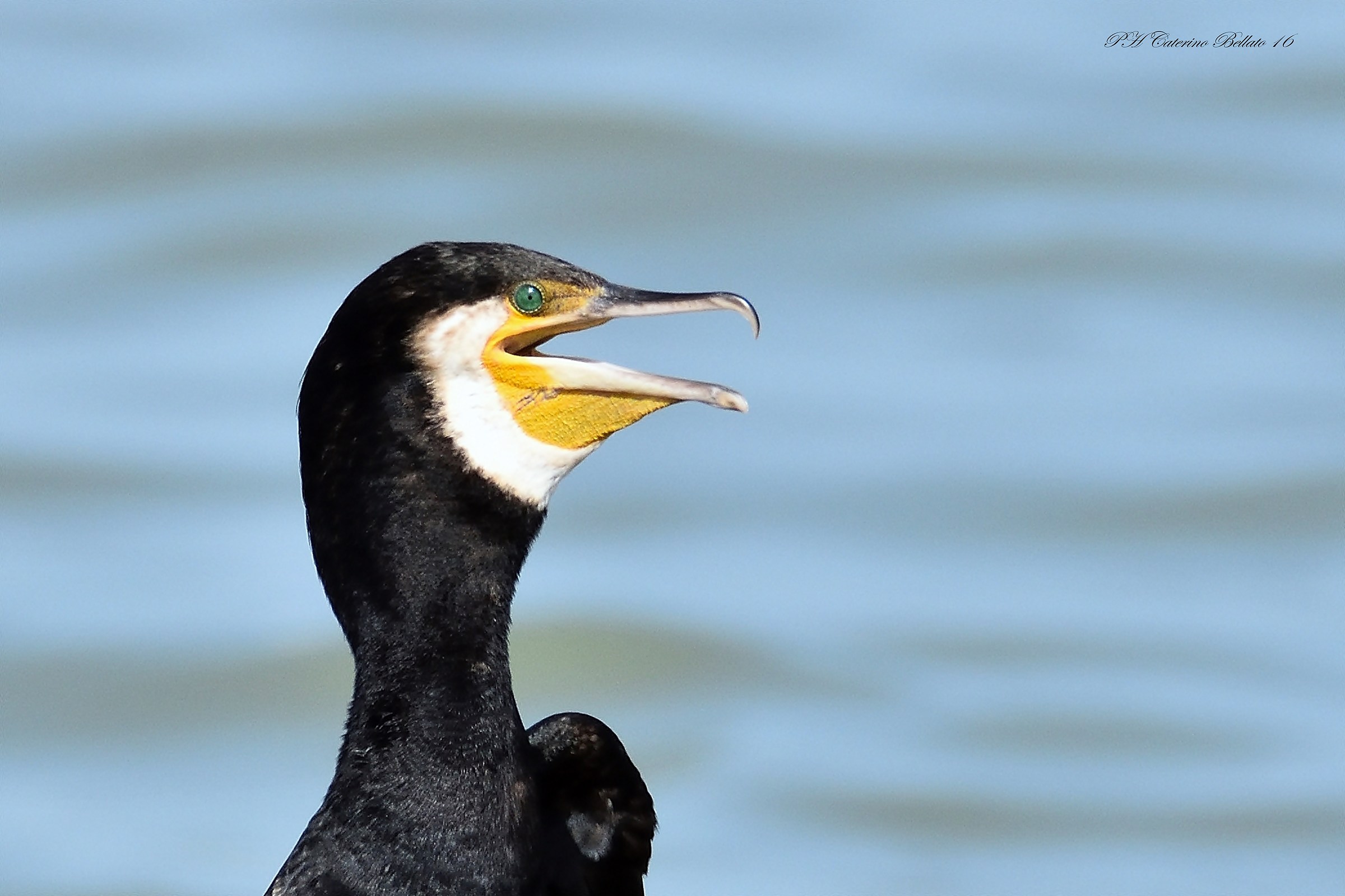 Cormorano