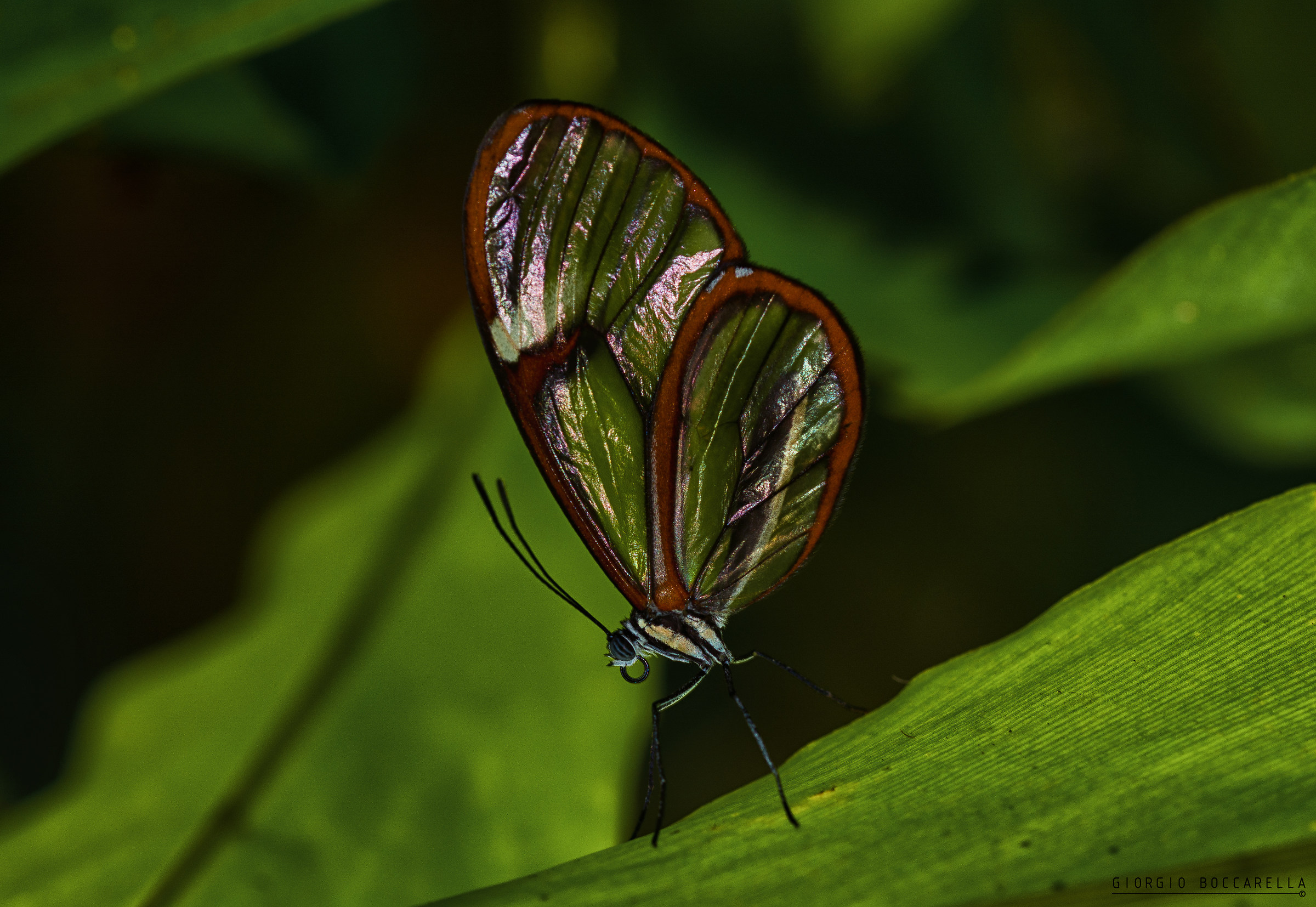 Dancer with wings crystal (2)