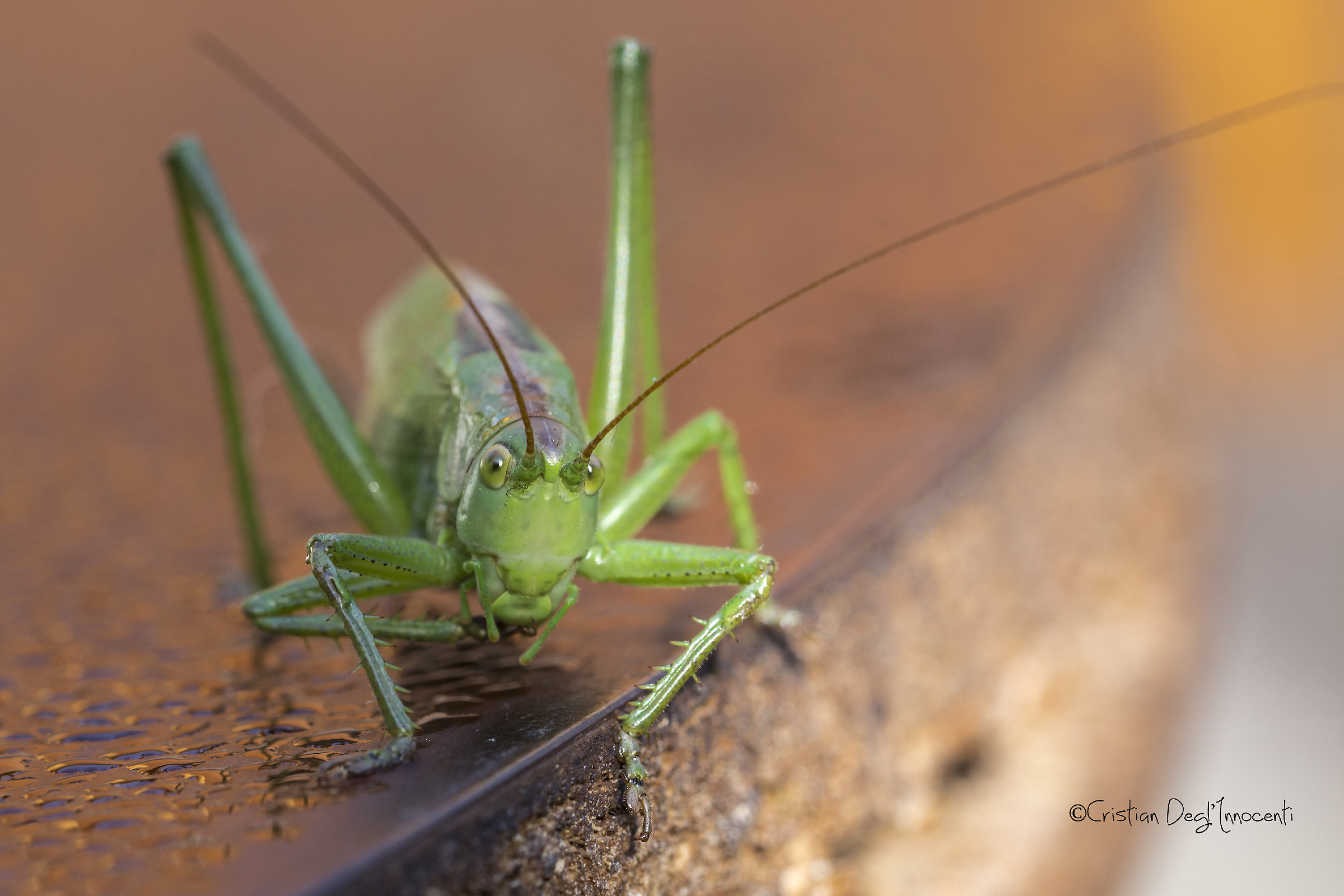 A kiss to all of you