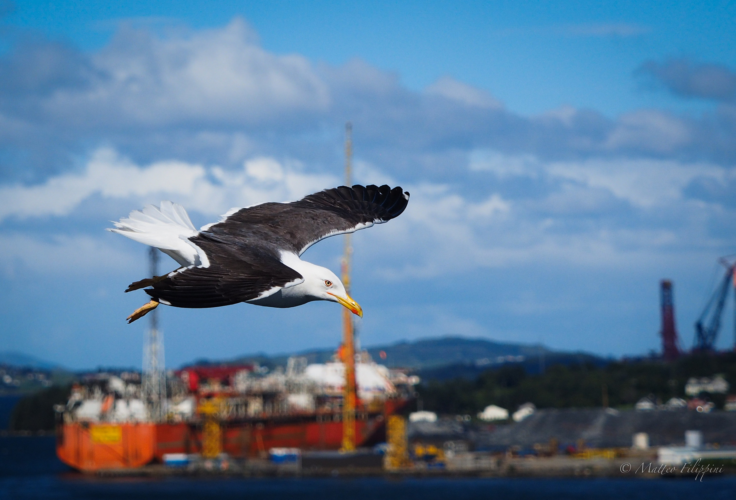 Albatross over Stavanger - Norway