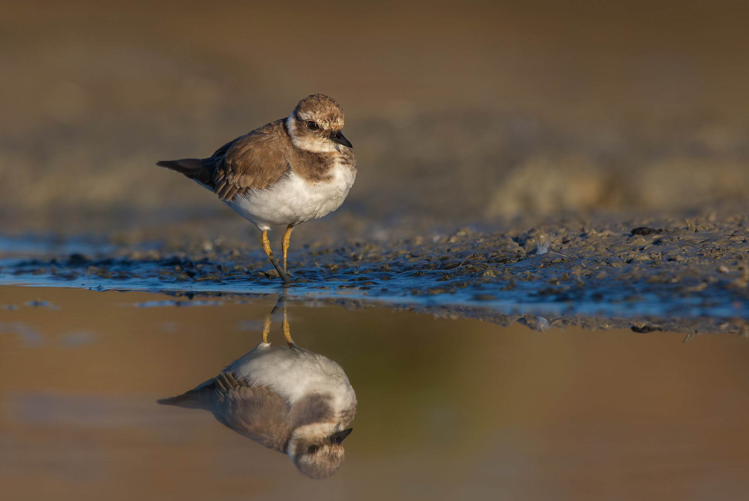 Corriere piccolo juv