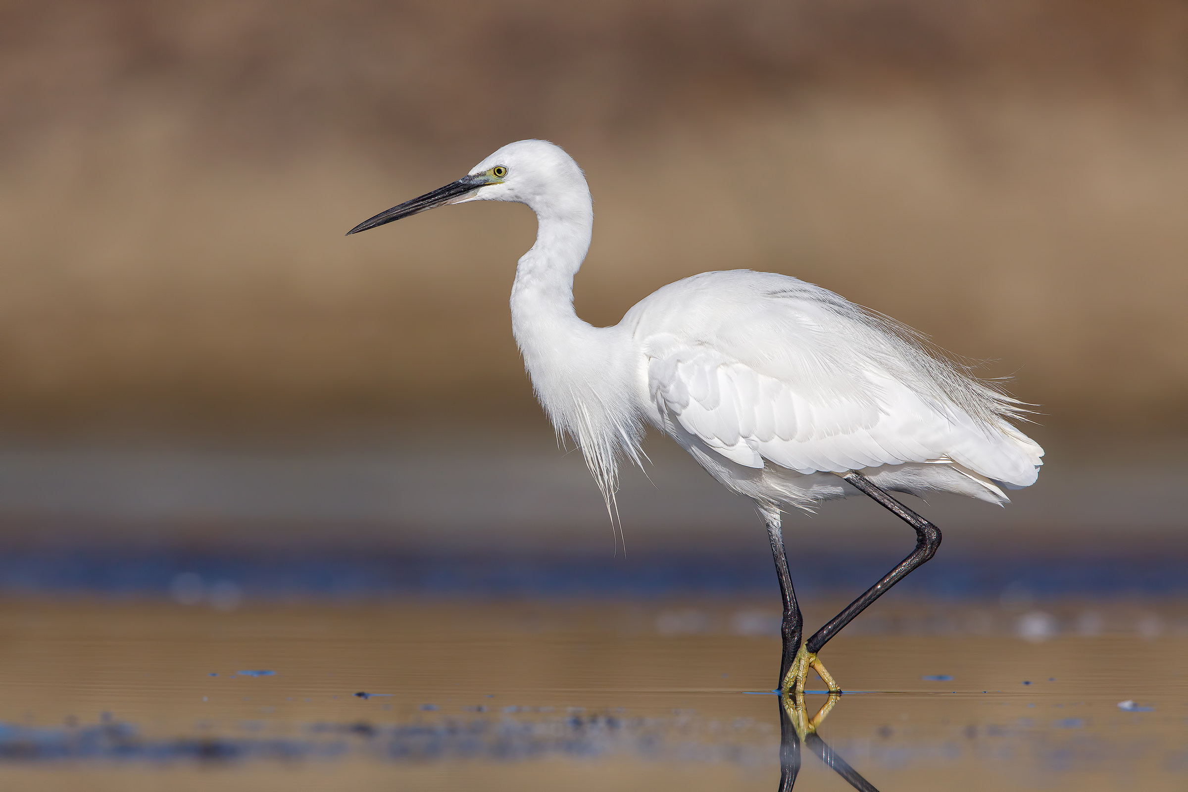 egret