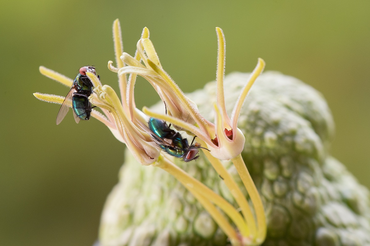 pseudolithops cubiformis
