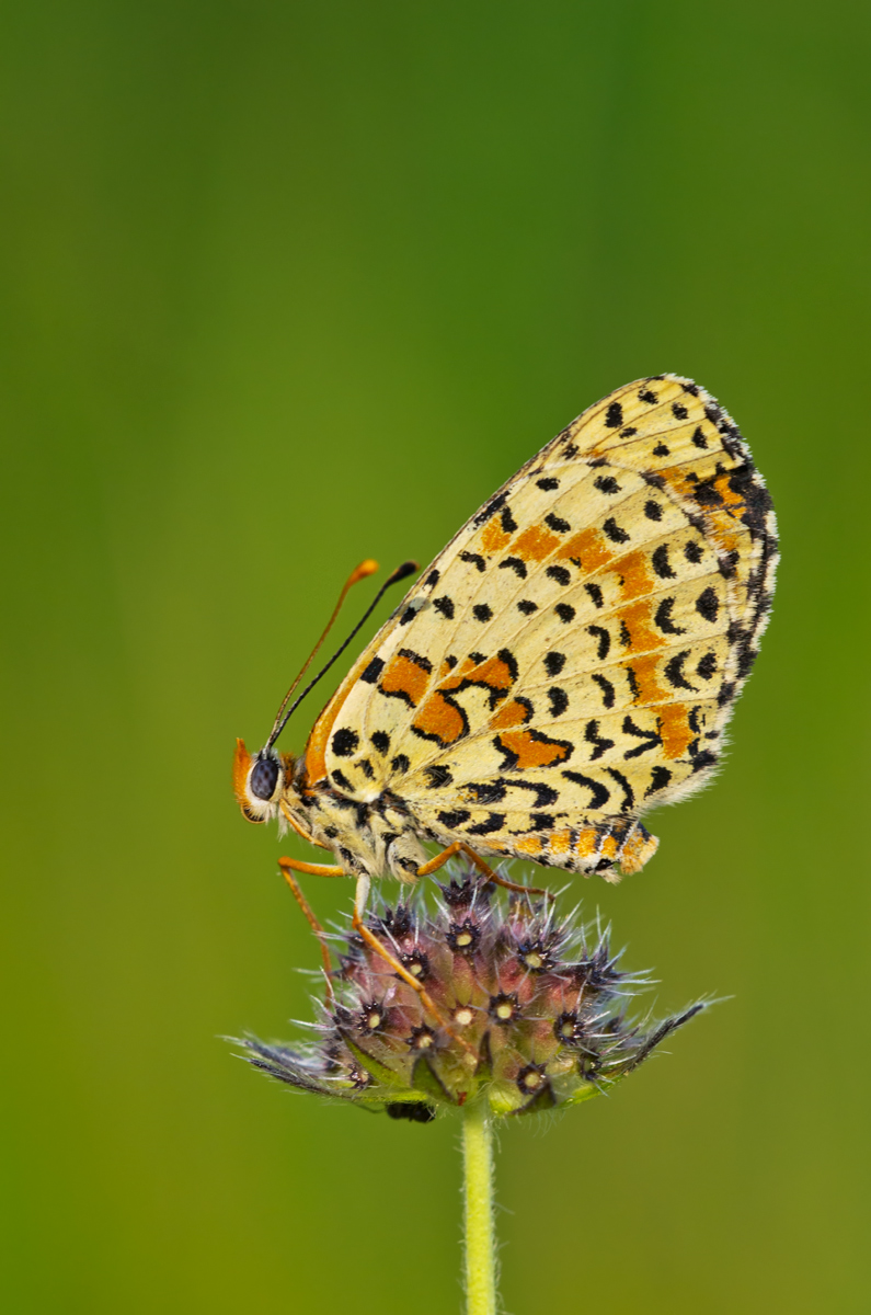 Melitaea didyma (Esper, 1779) - Nymphalidae