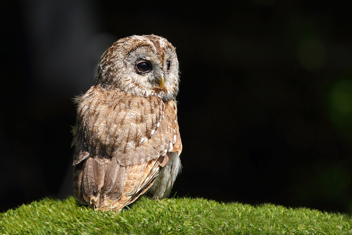 tawny owl