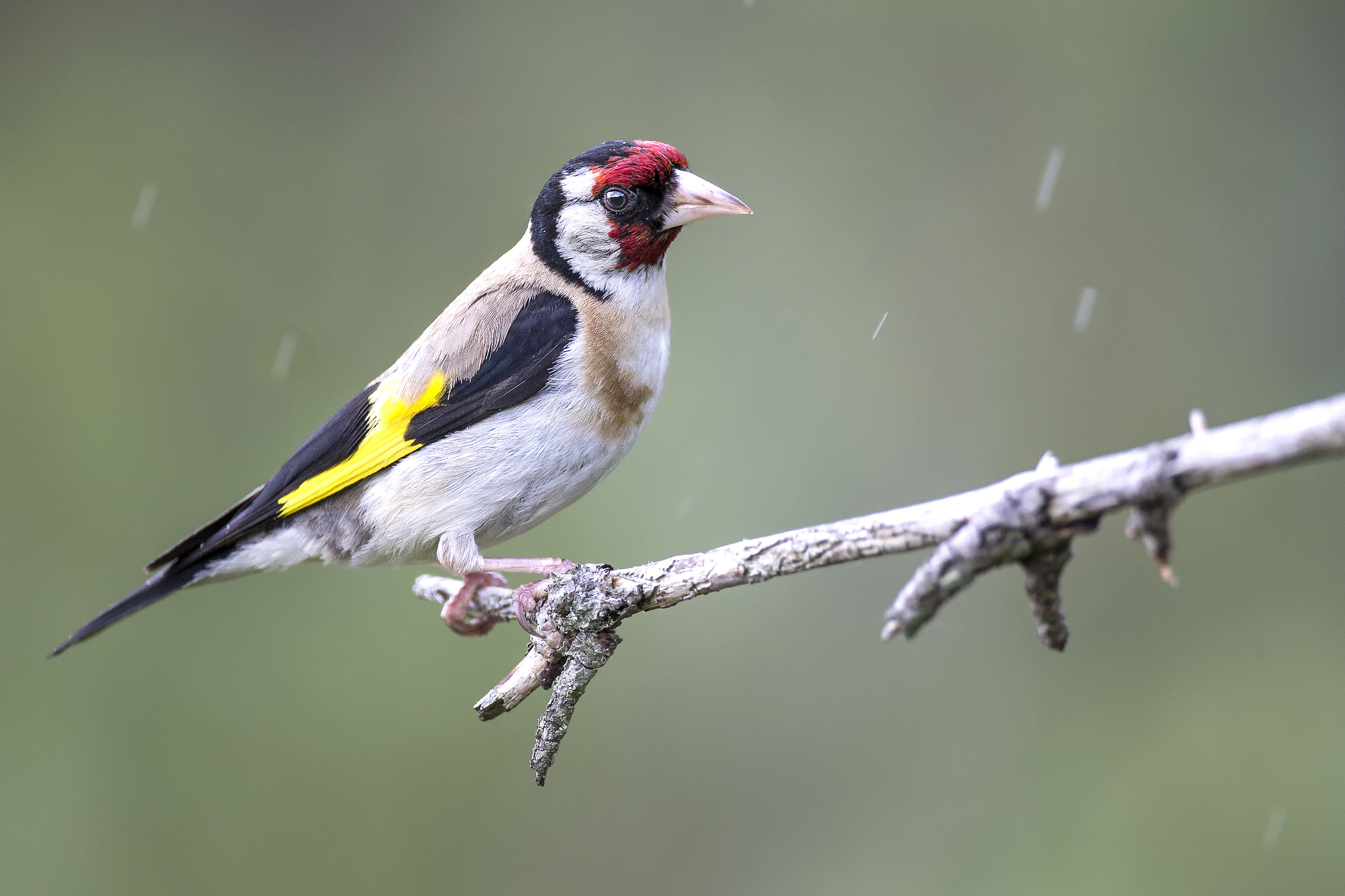 Cardellino sotto una leggera pioggia