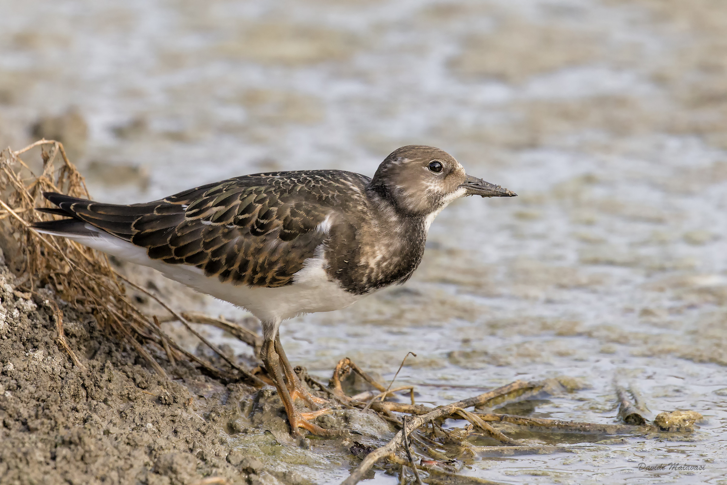 Turnstone