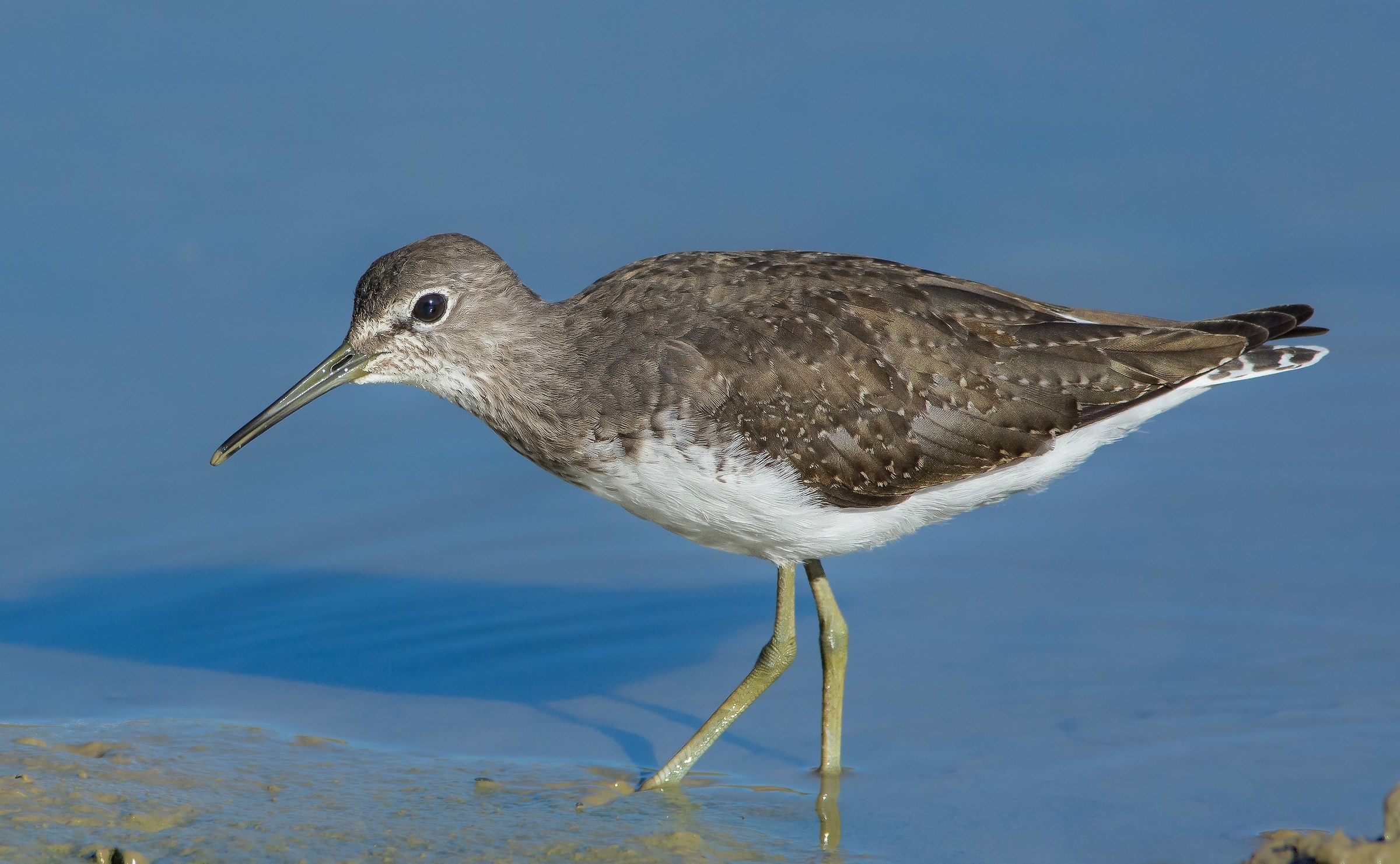 Green Sandpiper