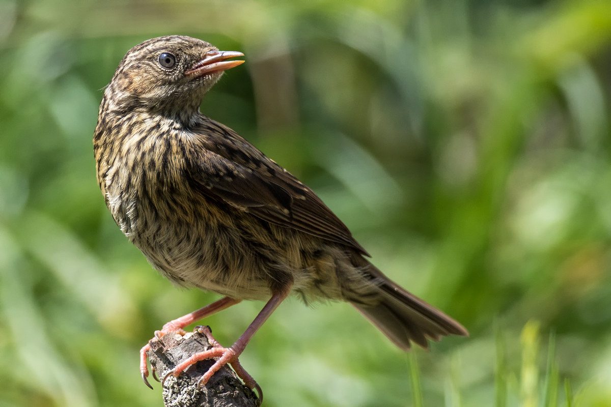 Passera Scopiaiola Giovane