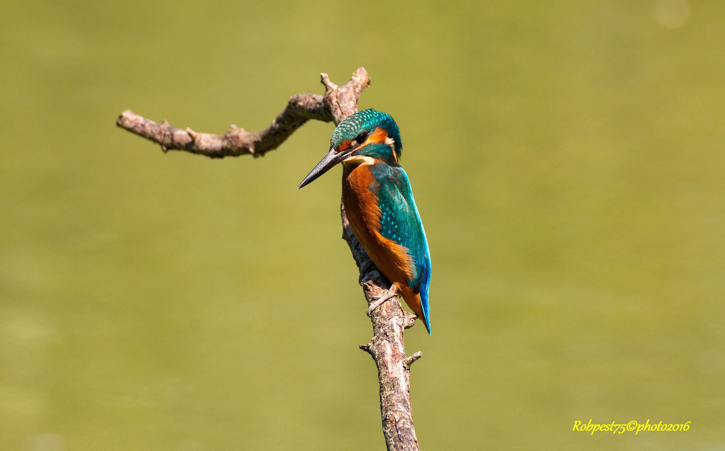 Kingfisher