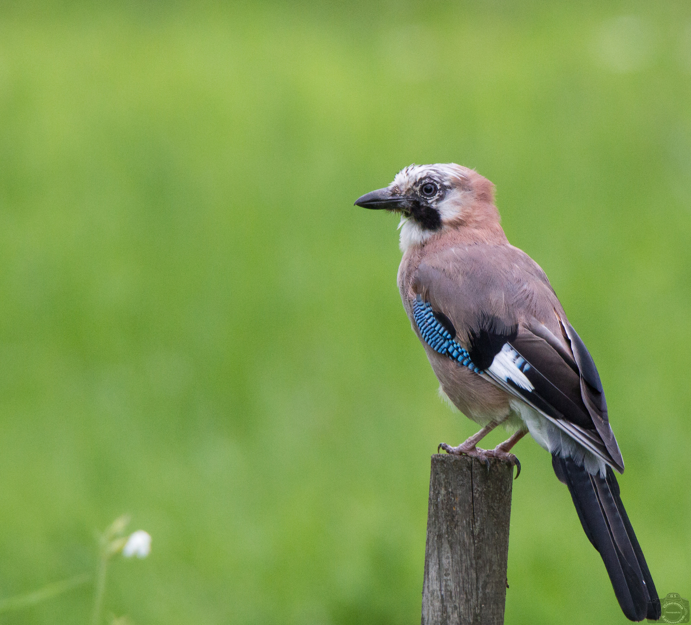 My first Jay