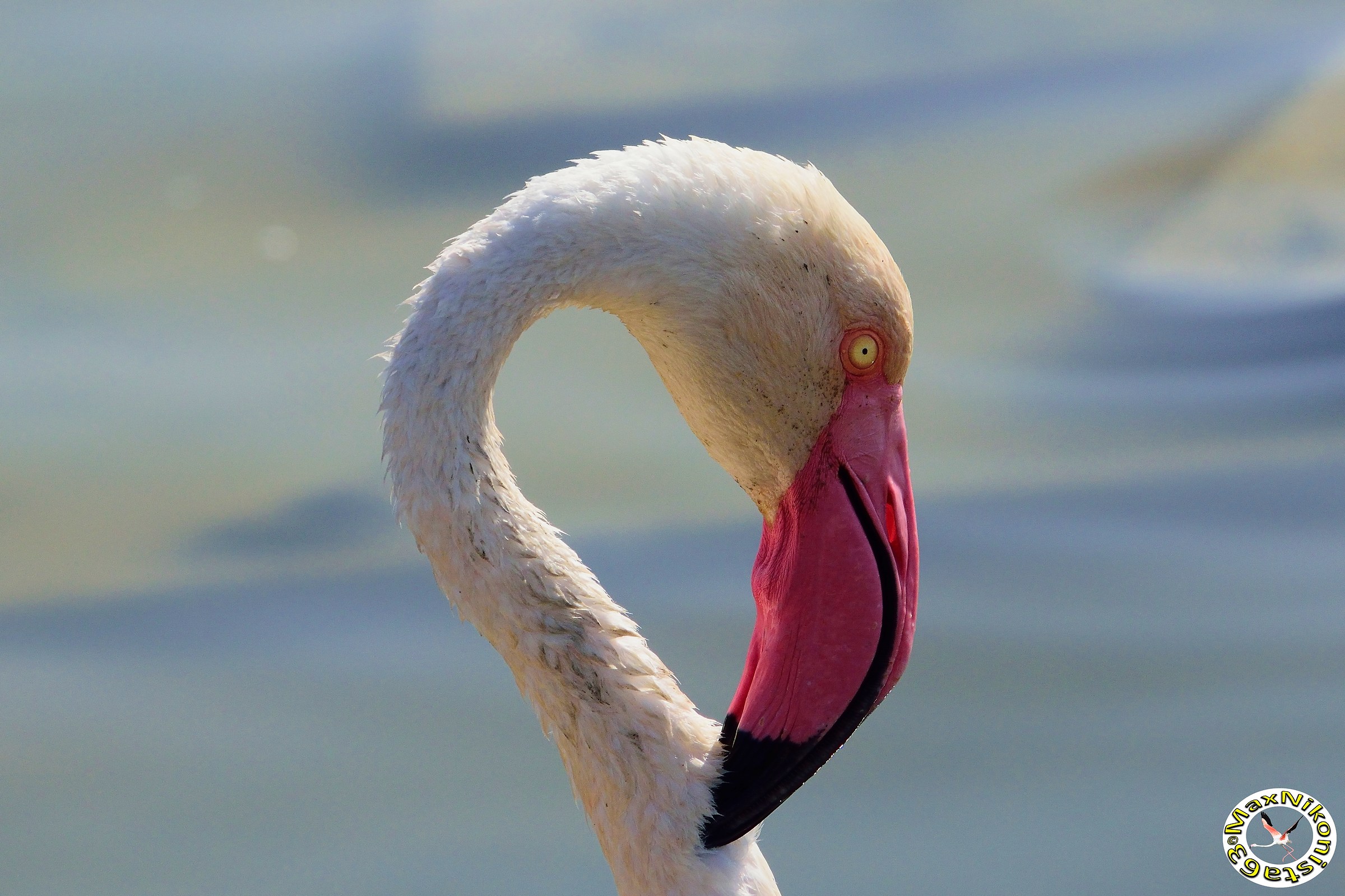 Closeup of a flamingo