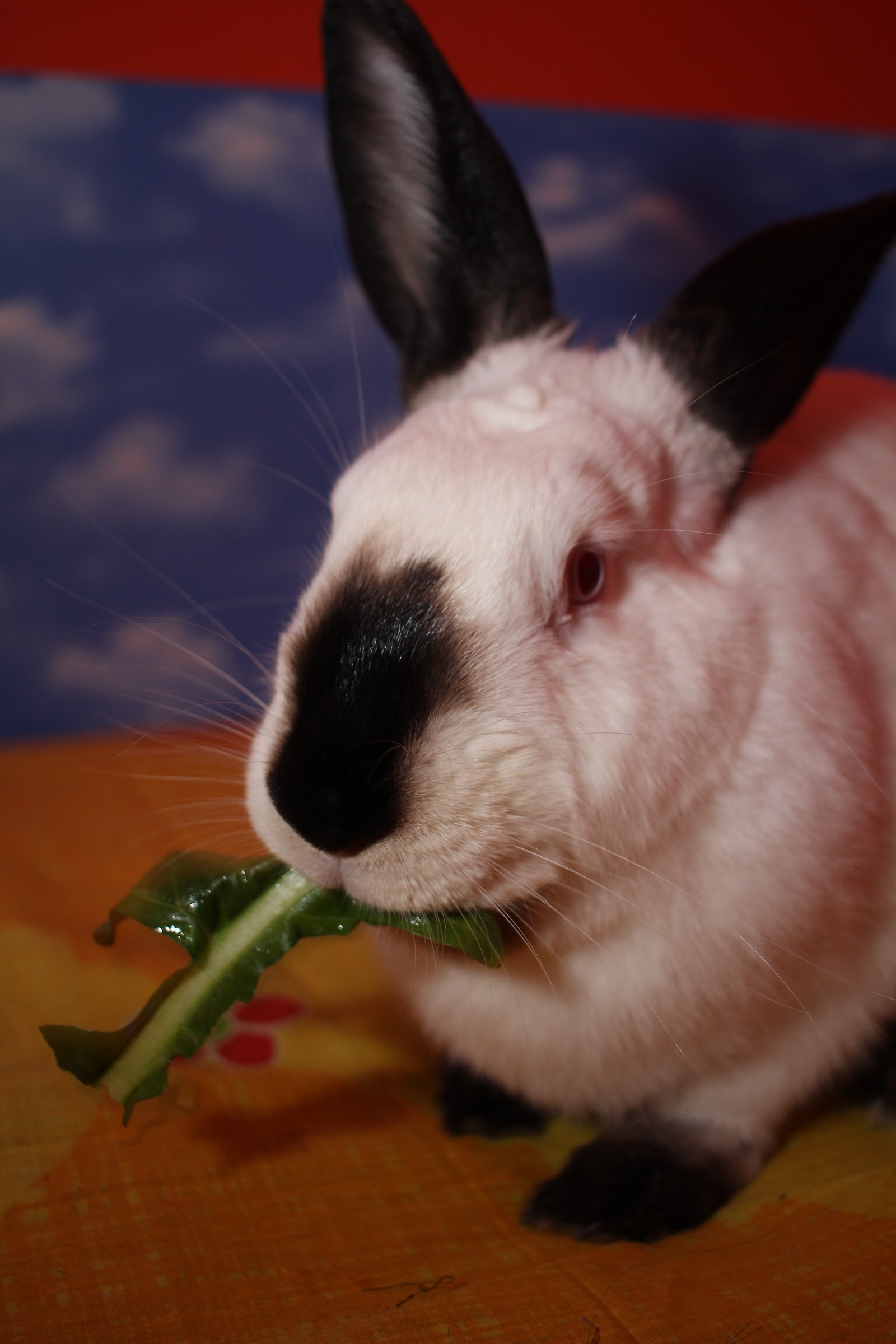 Flora e la catalogna