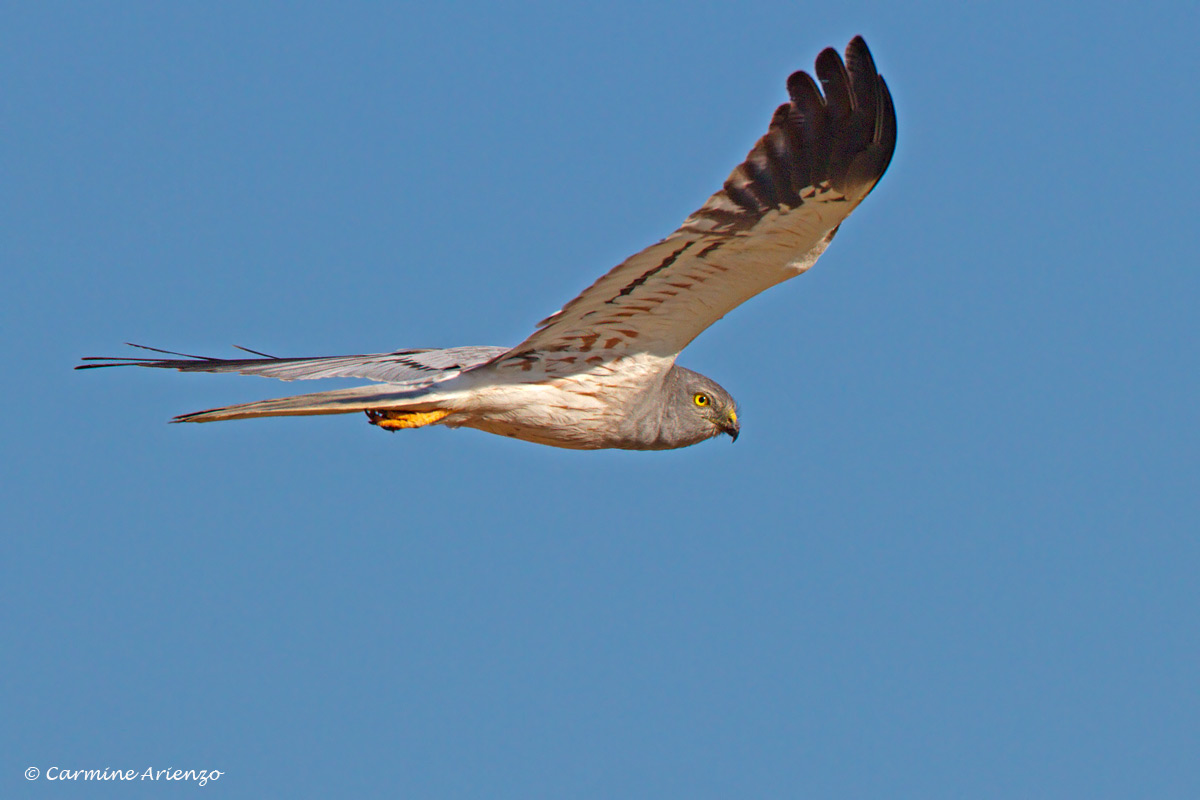 Albanella minore maschio