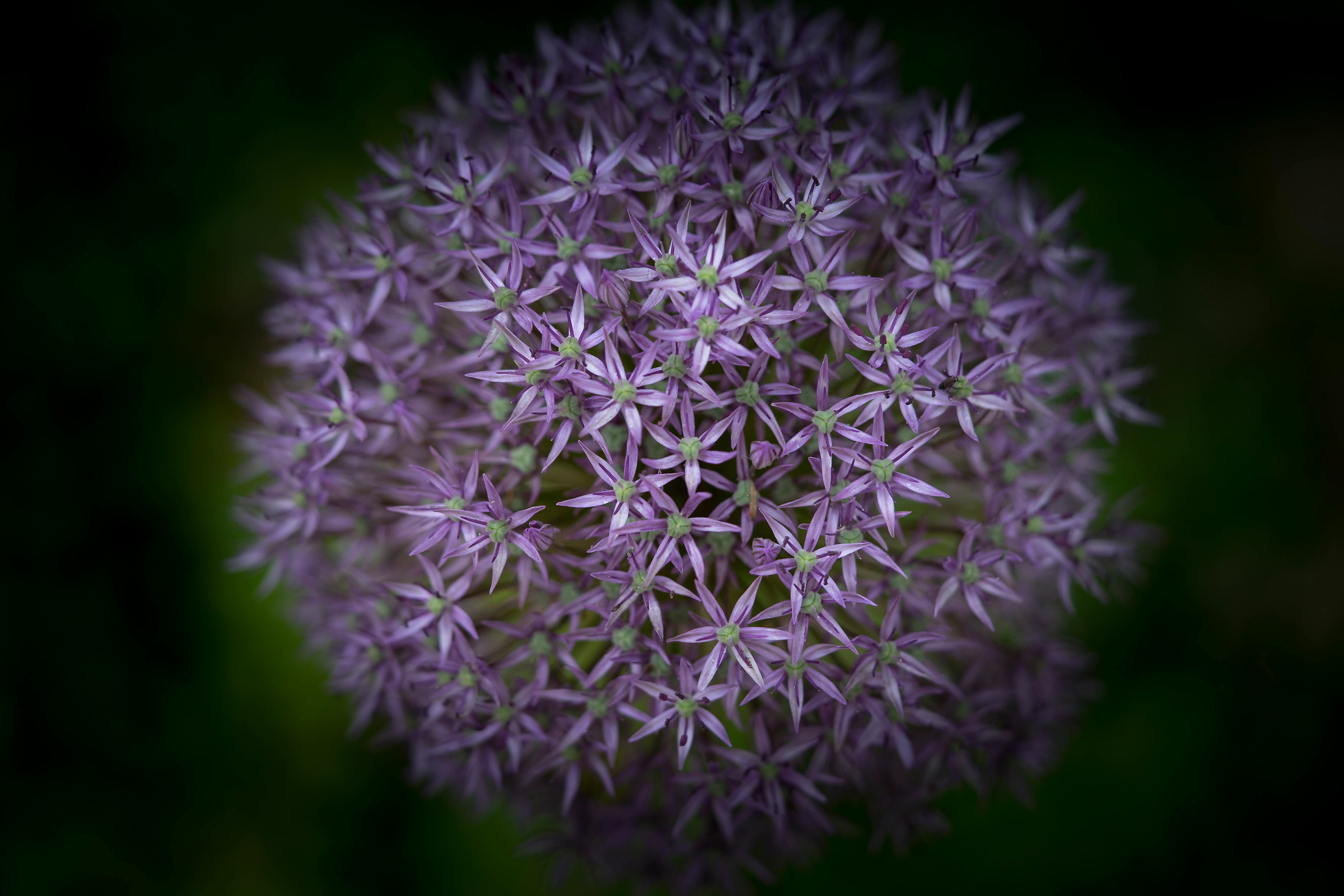 Allium giganteum