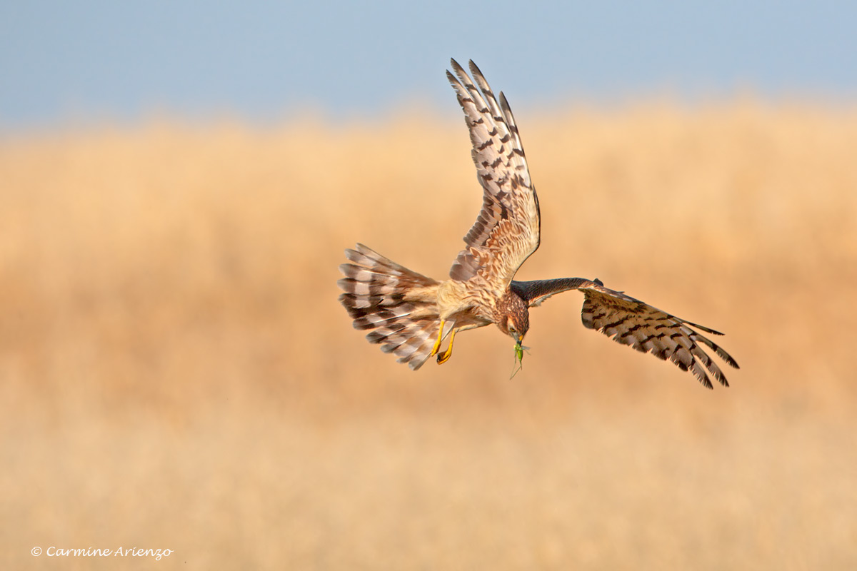 Albanella minore in atterraggio