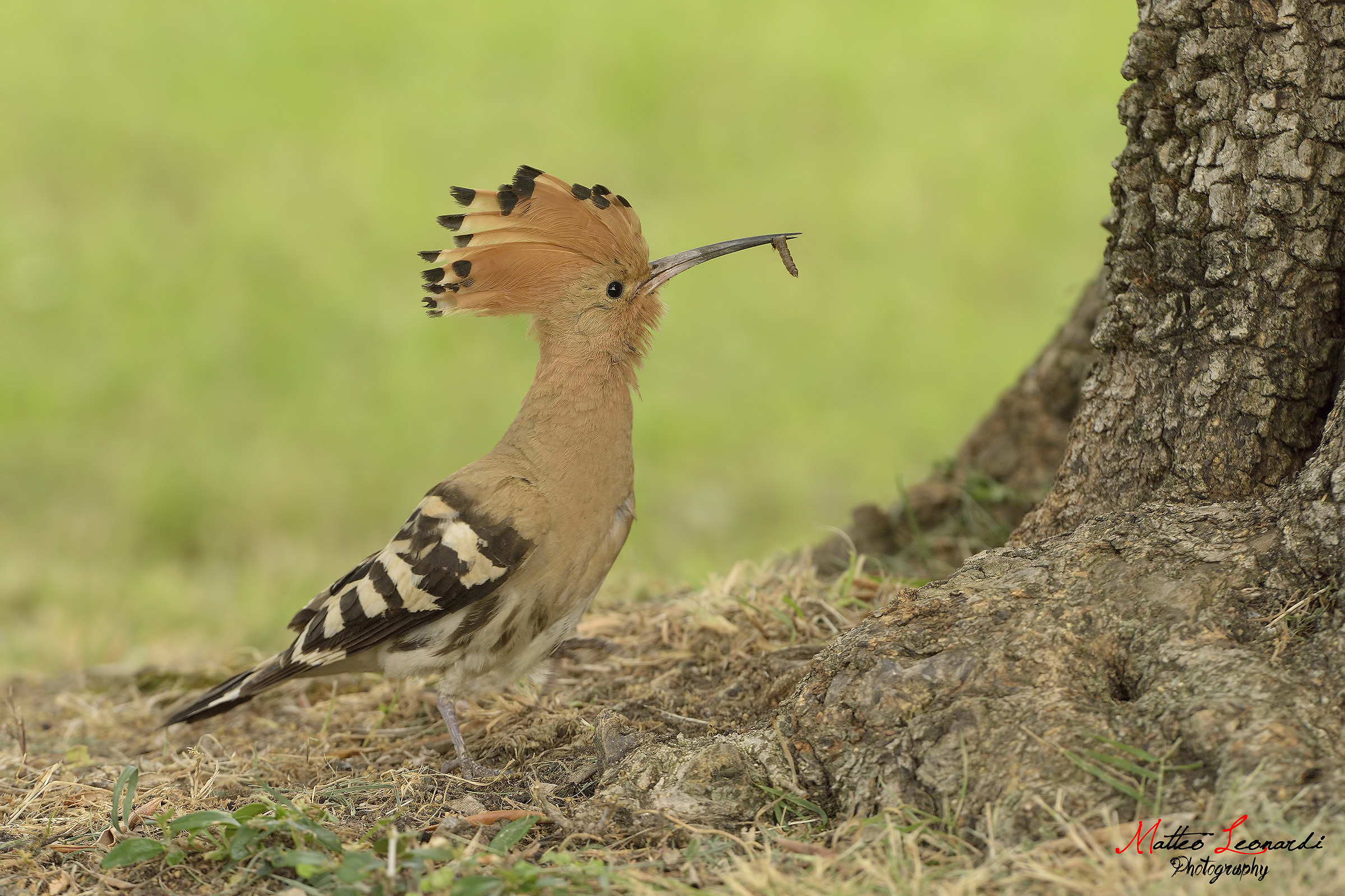 Hoopoe with cue