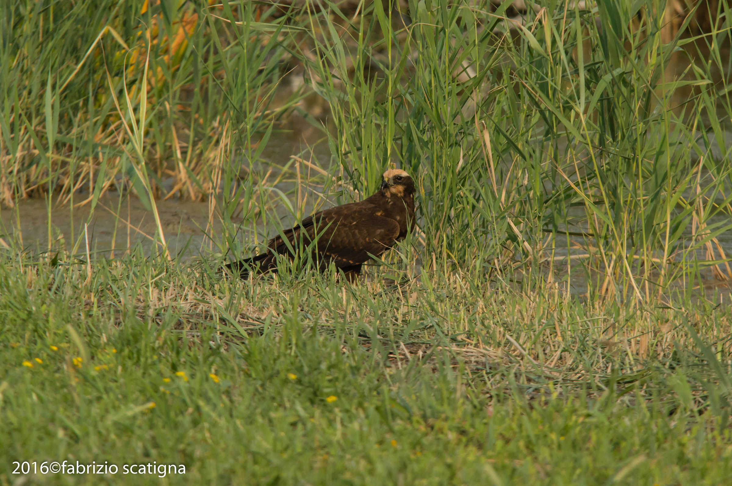 marsh harrier