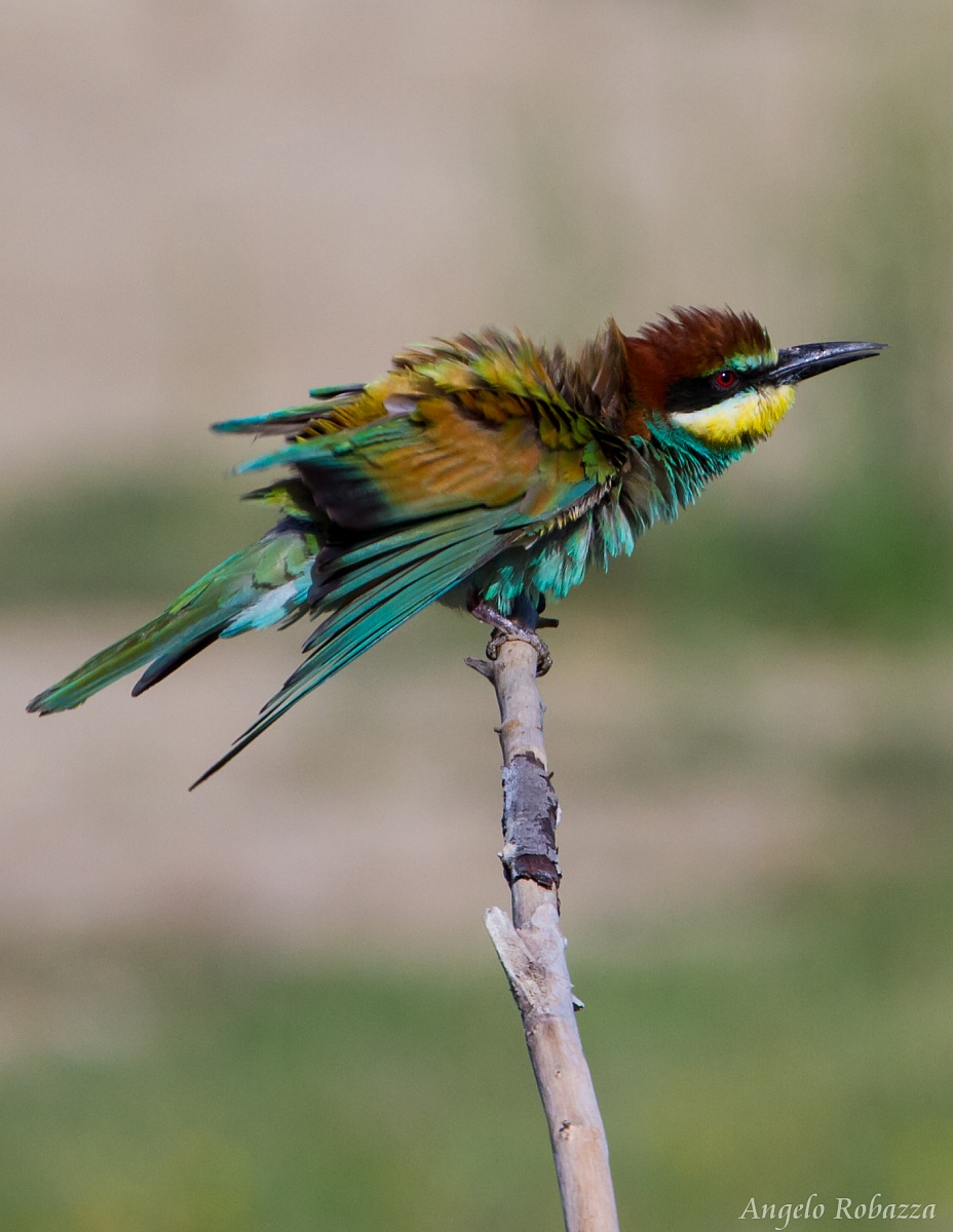bee-eater