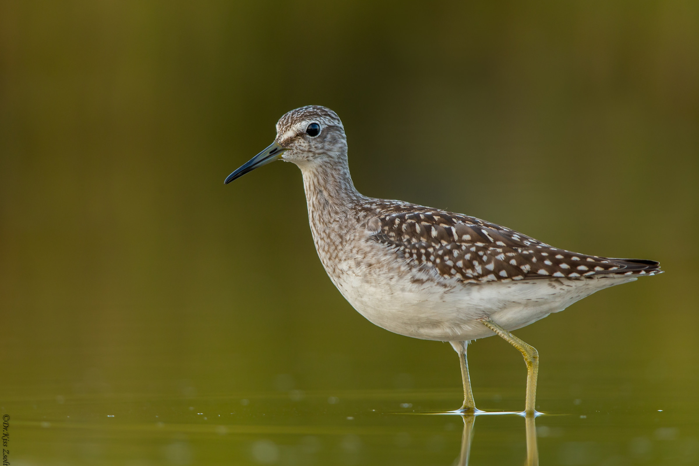 Sandpiper di legno