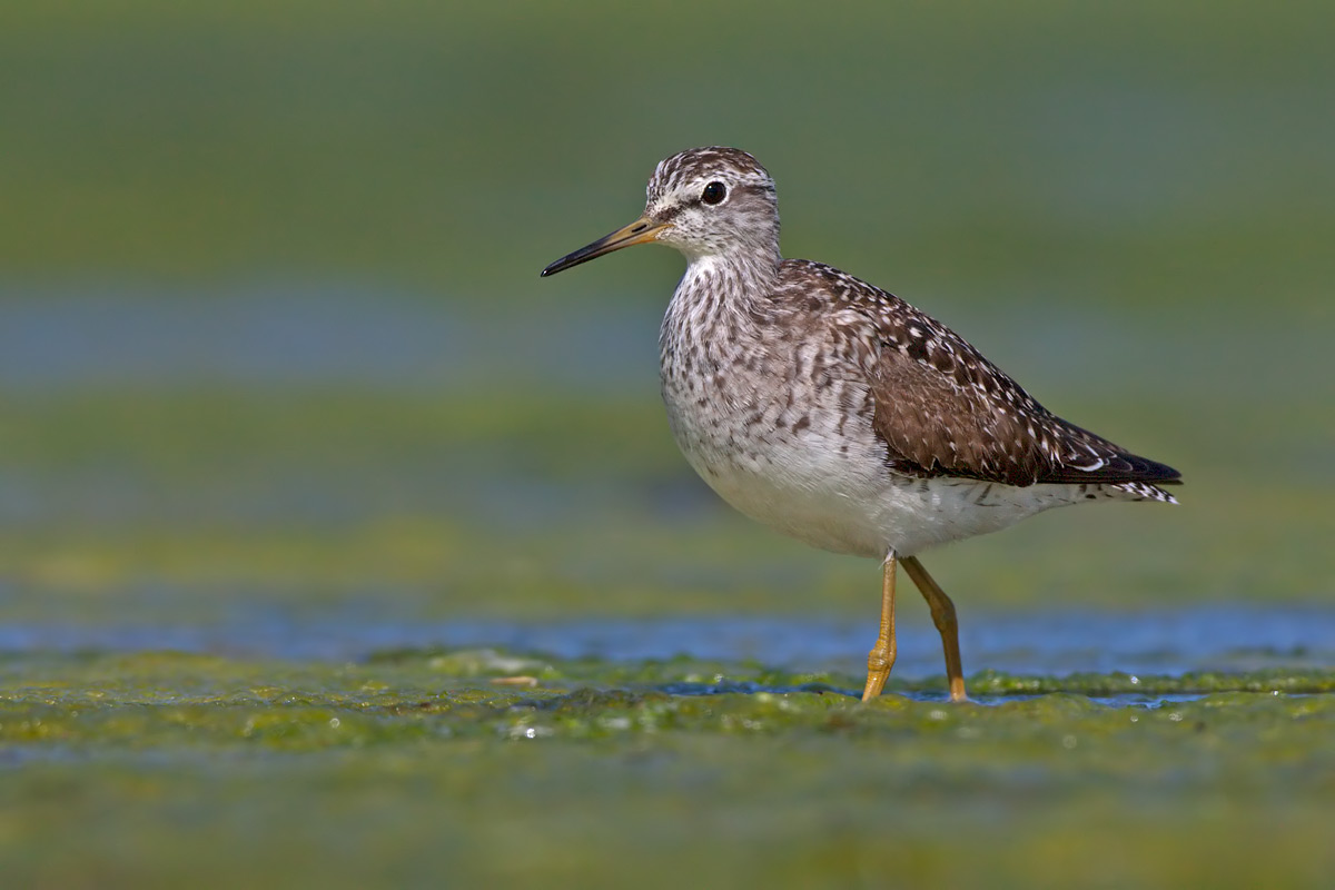 Piro piro boschereccio