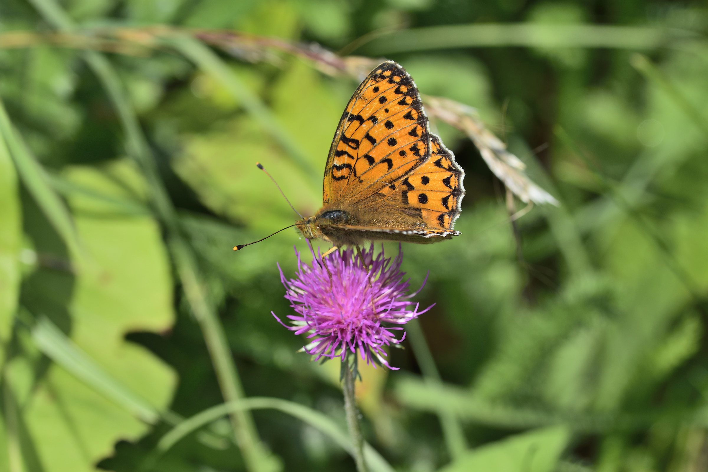 melitaea varies