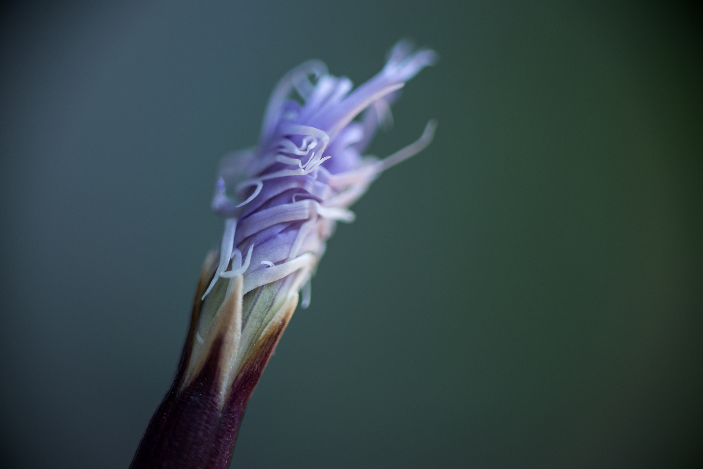 I do not know the name of this bud