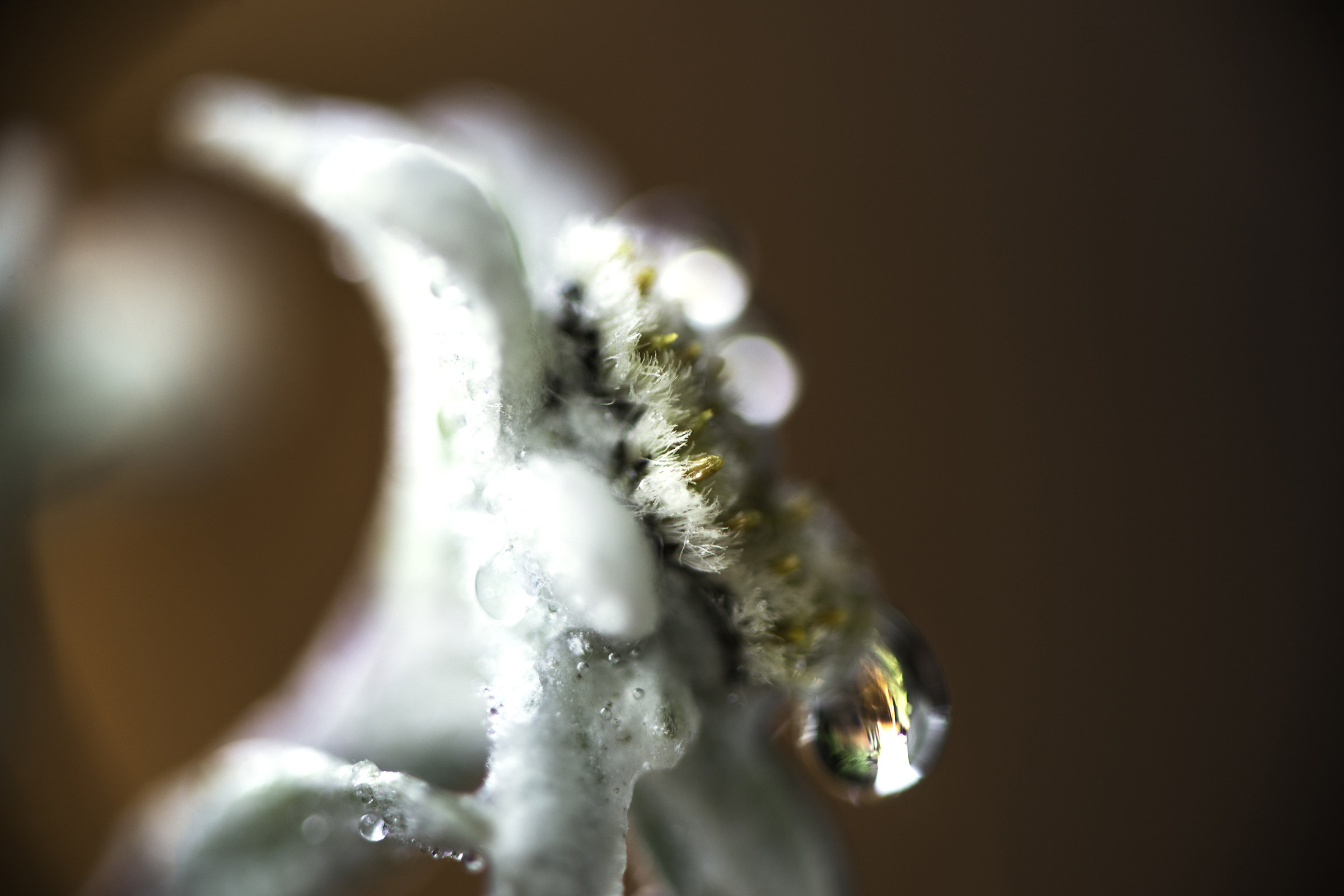 Leontopodium Alpinum (Edelweiss)