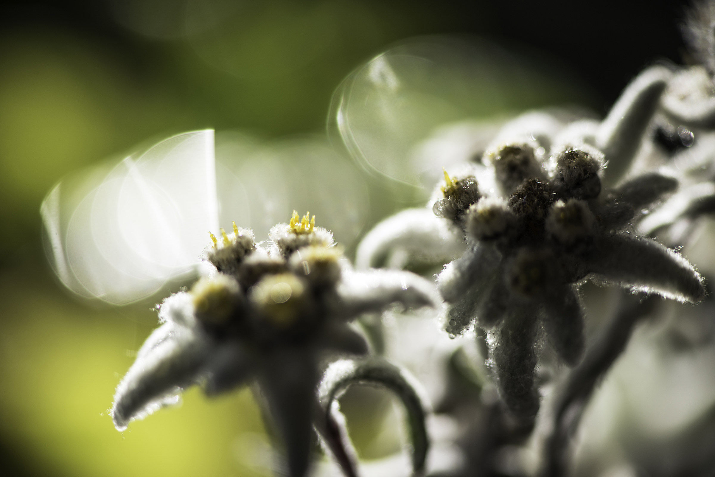 Leontopodium Alpinum (Edelweiss)
